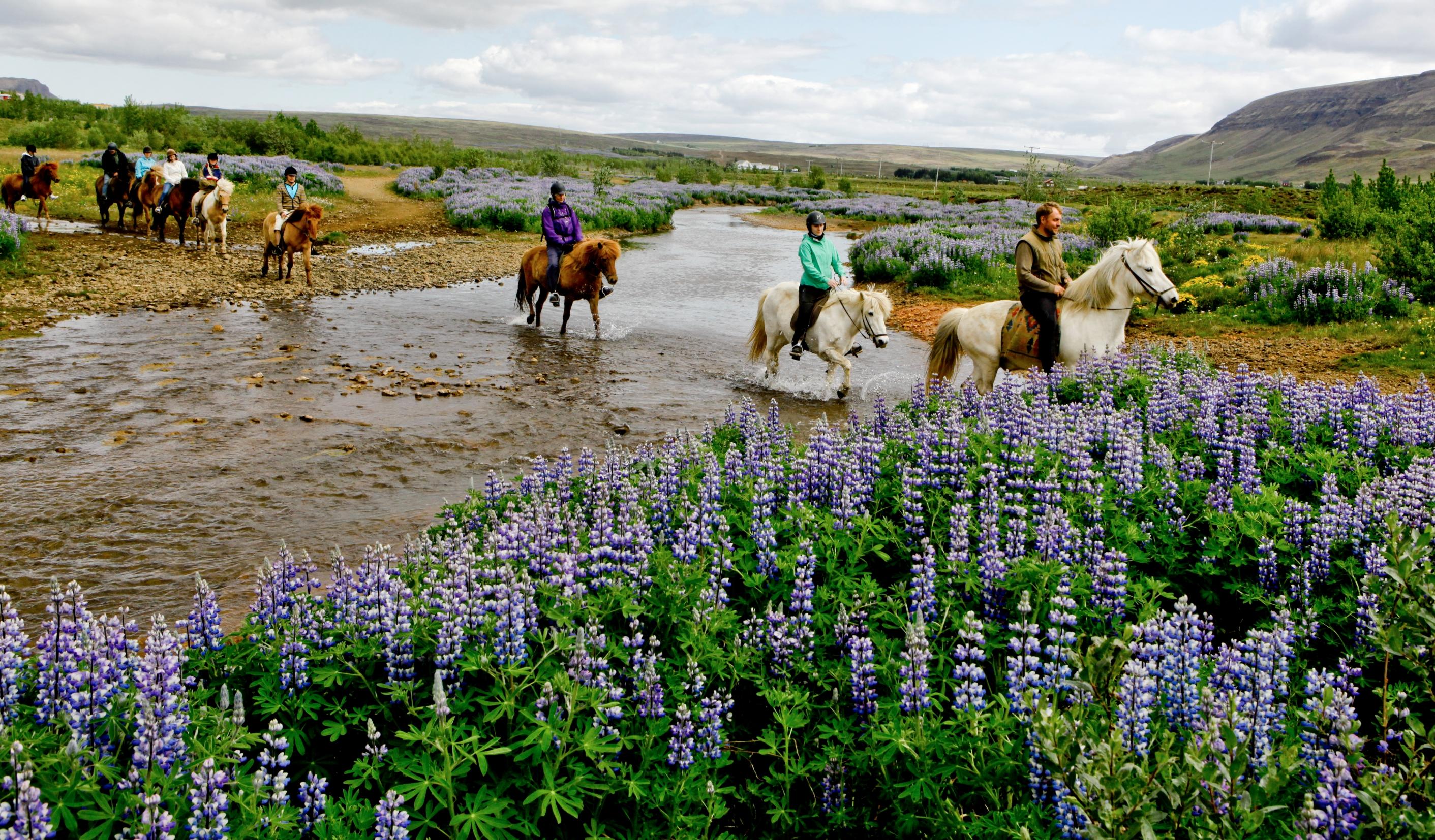Horse Riding & Silfra Snorkeling Combo