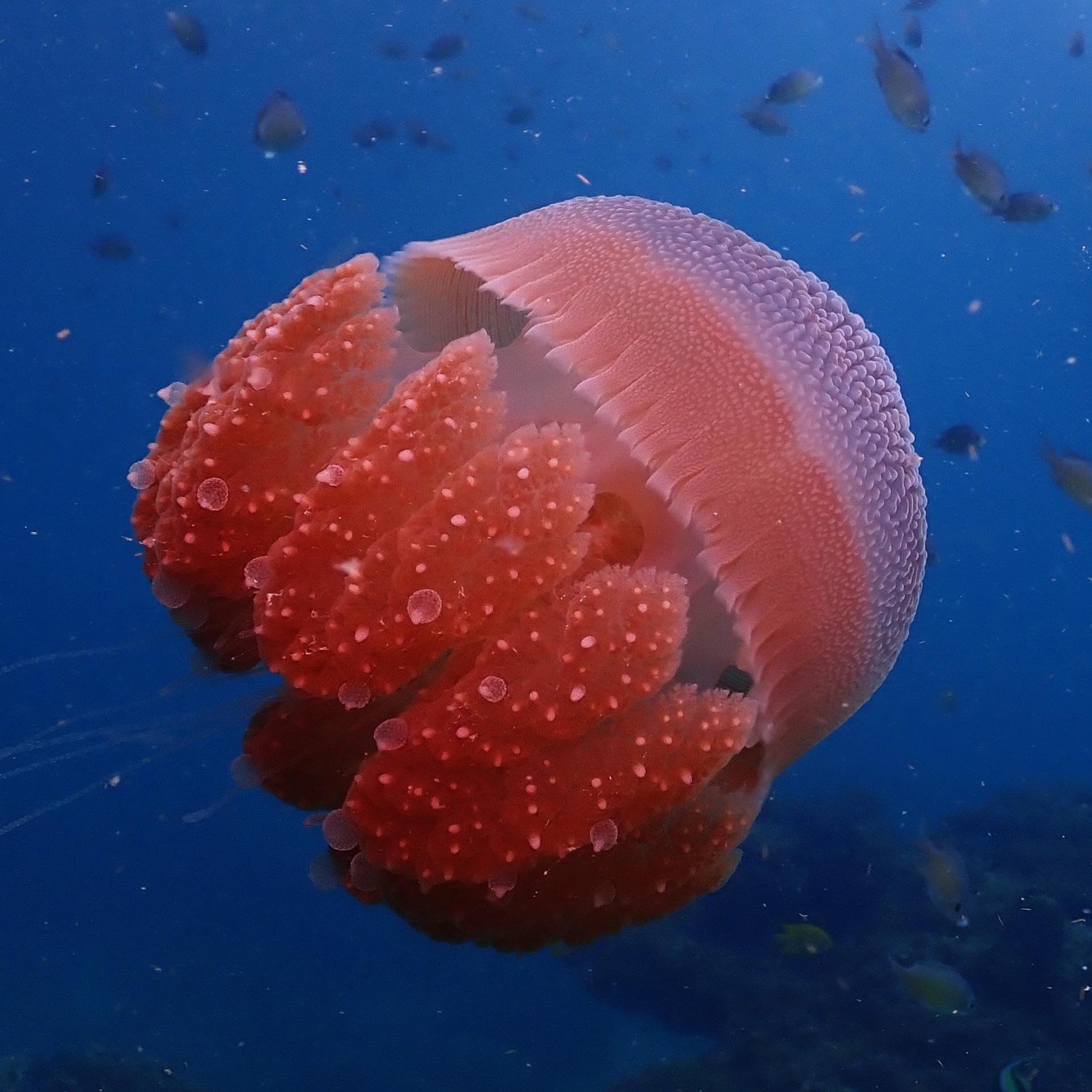 Koh Phi Phi Certified Diver Fun Dive Experience