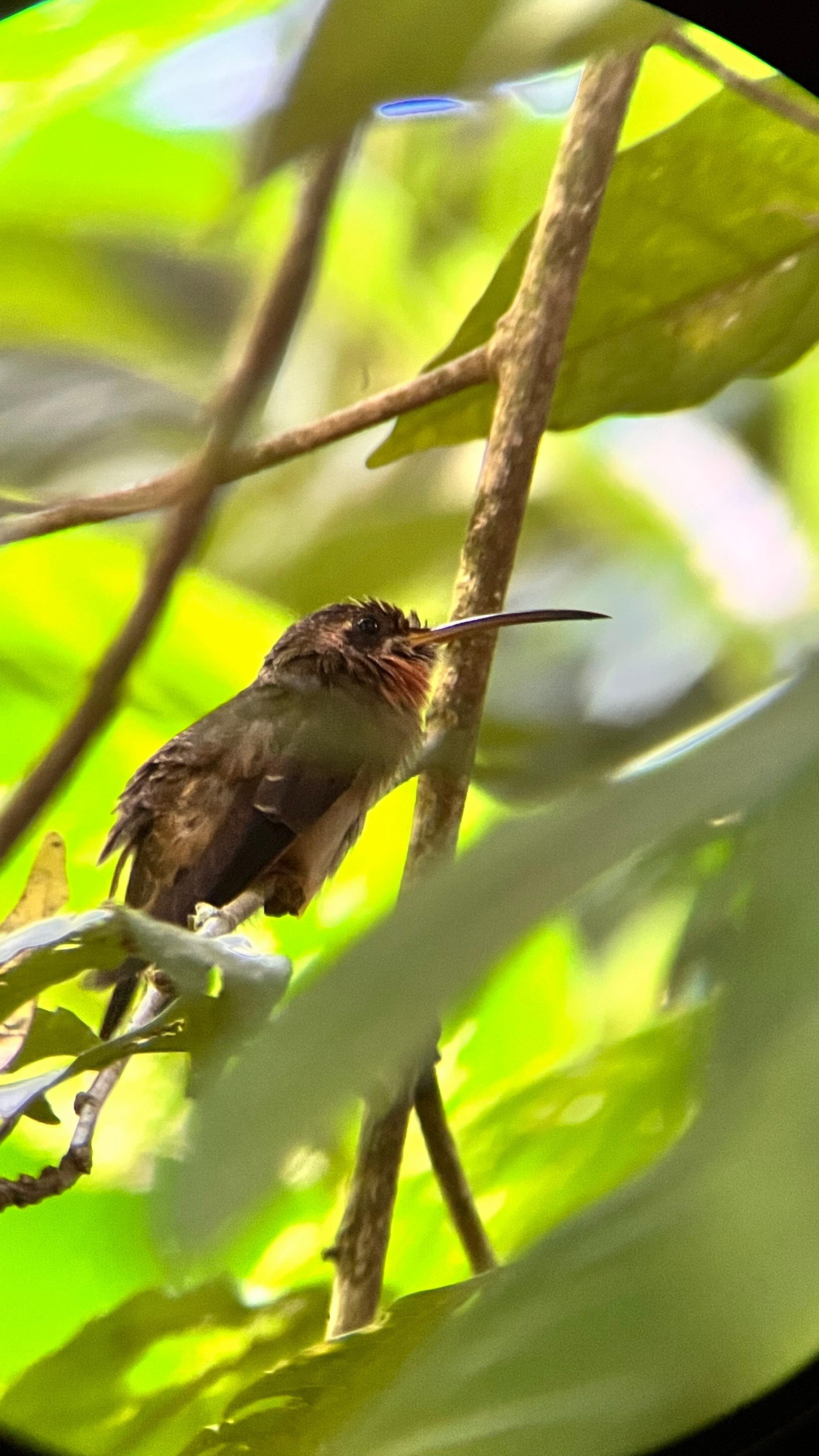 PRIVATE TOUR Manuel Antonio park