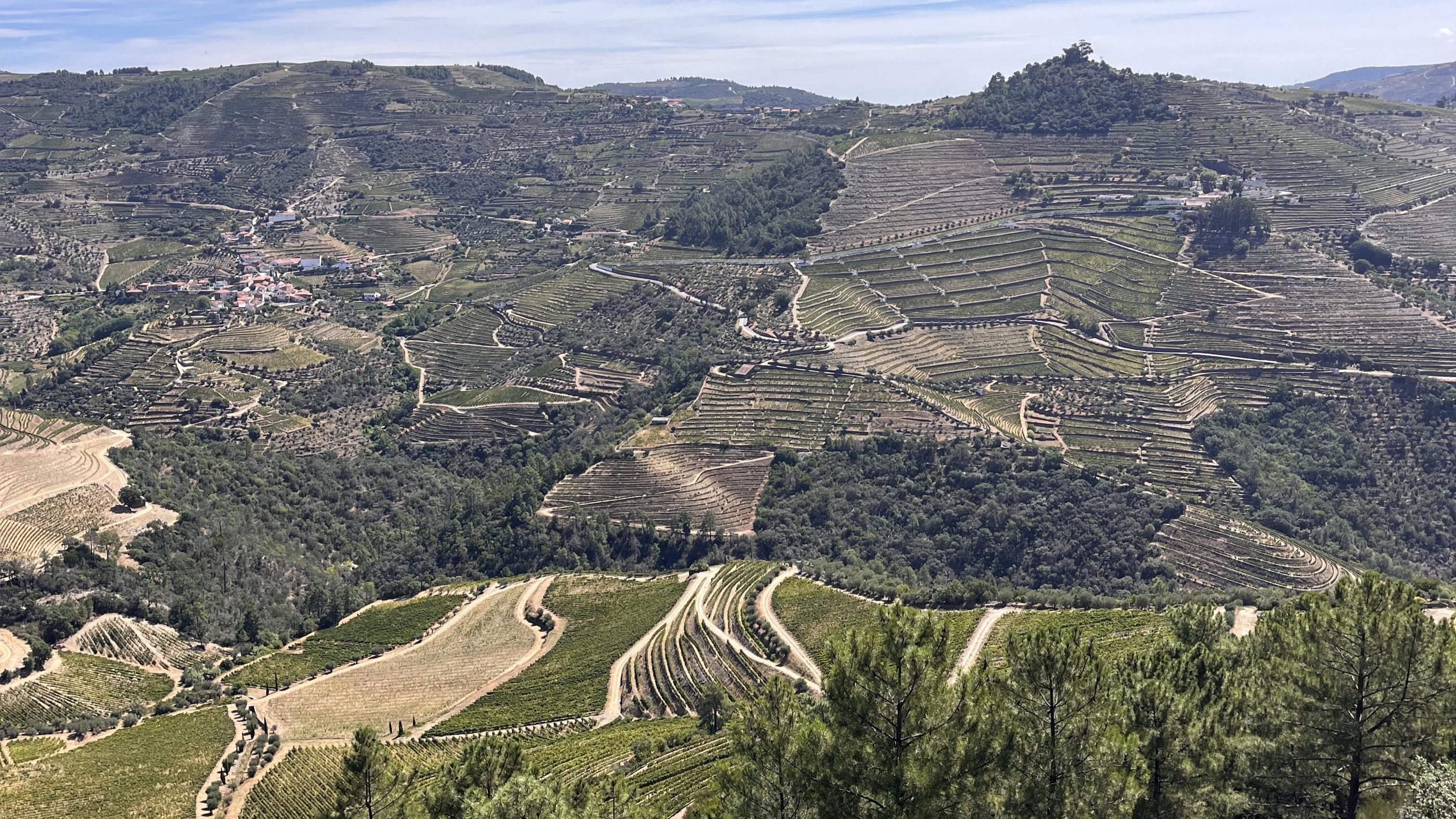 Douro Valley Wine & Boat Experience from Porto