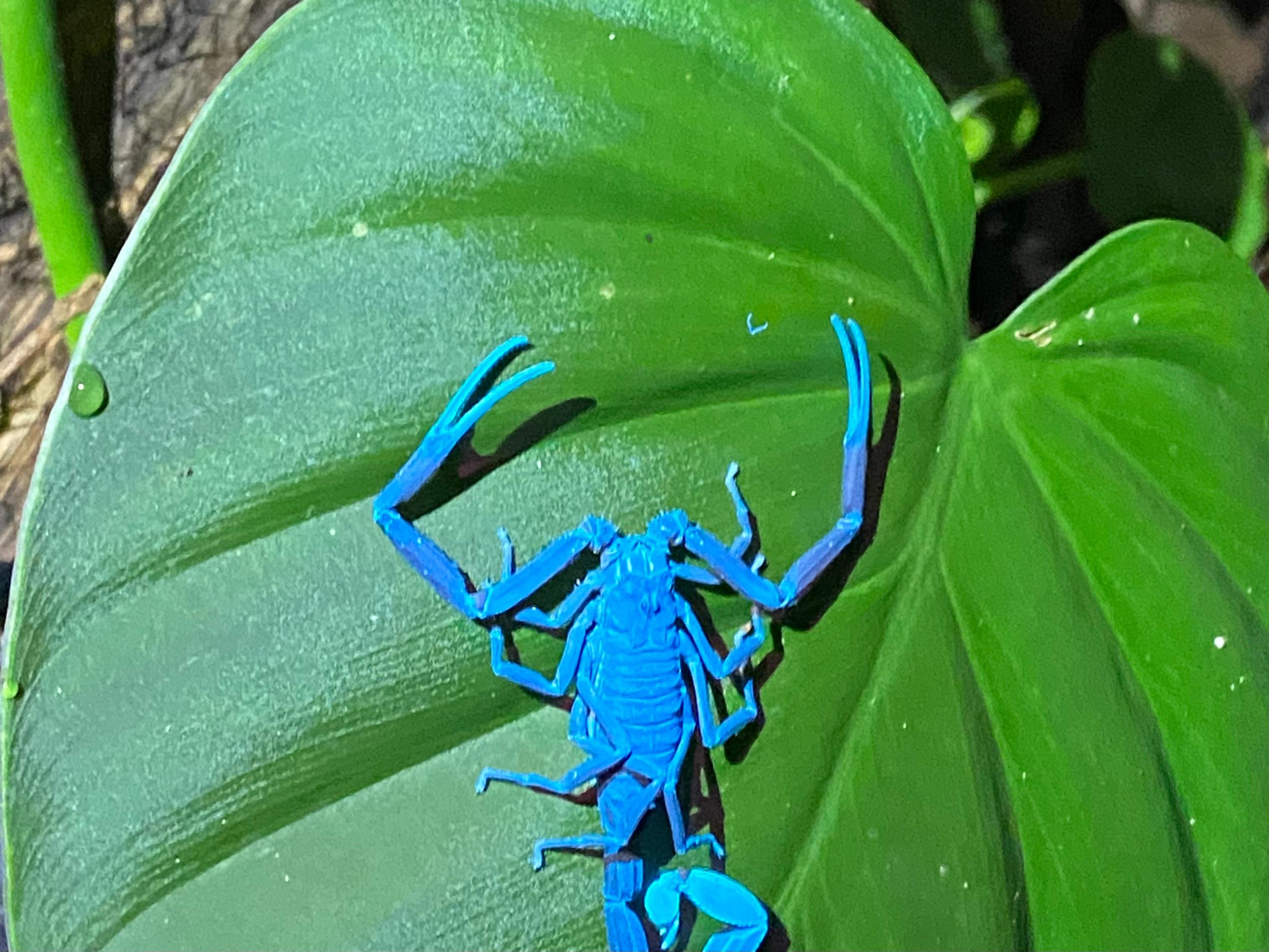 Manuel Antonio Night Wildlife Walk with Expert Naturalist