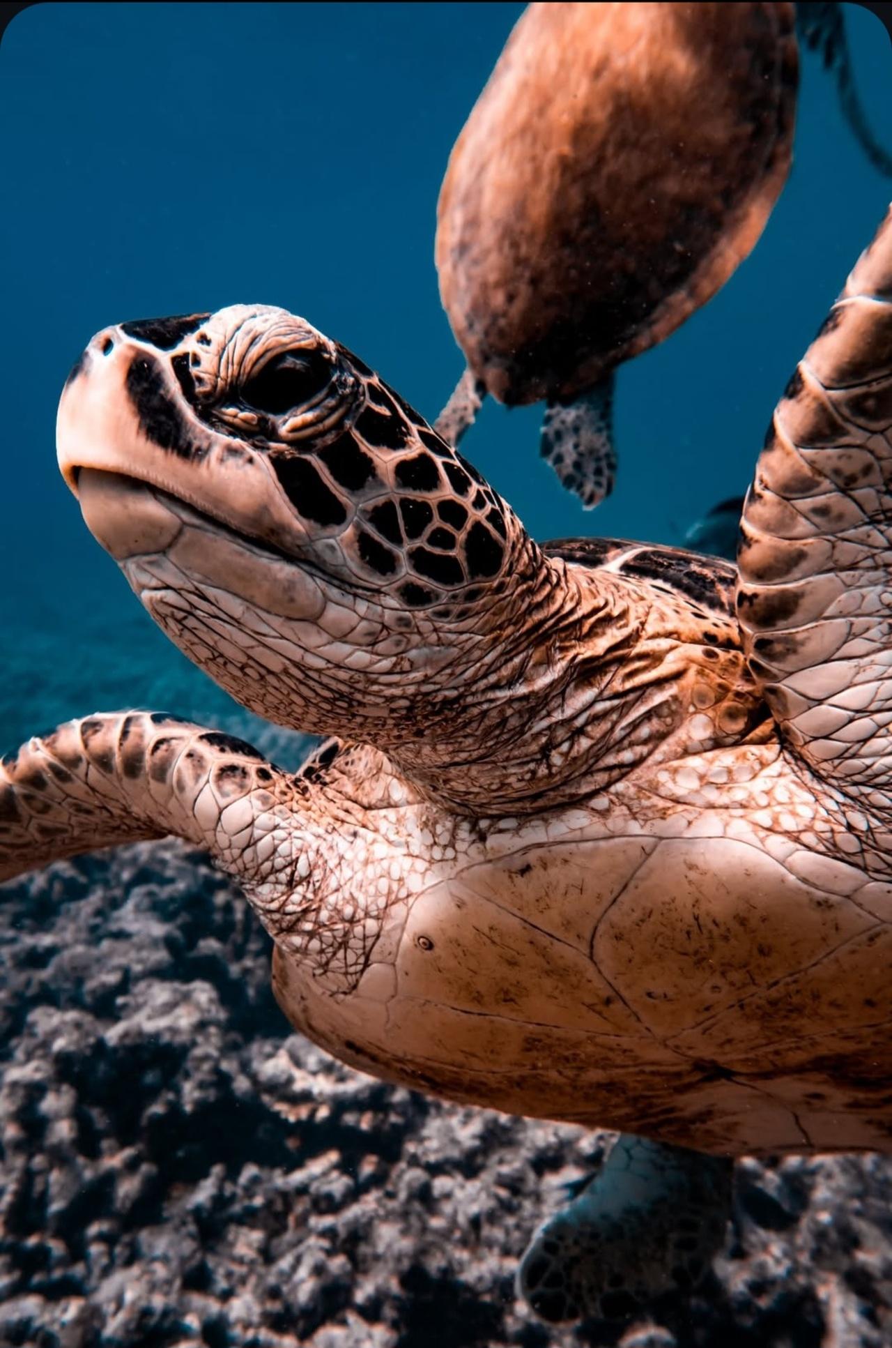 Muscat: Daymaniat Islands Snorkeling Tour with Refreshments - 2026 (Verified Reviews)
