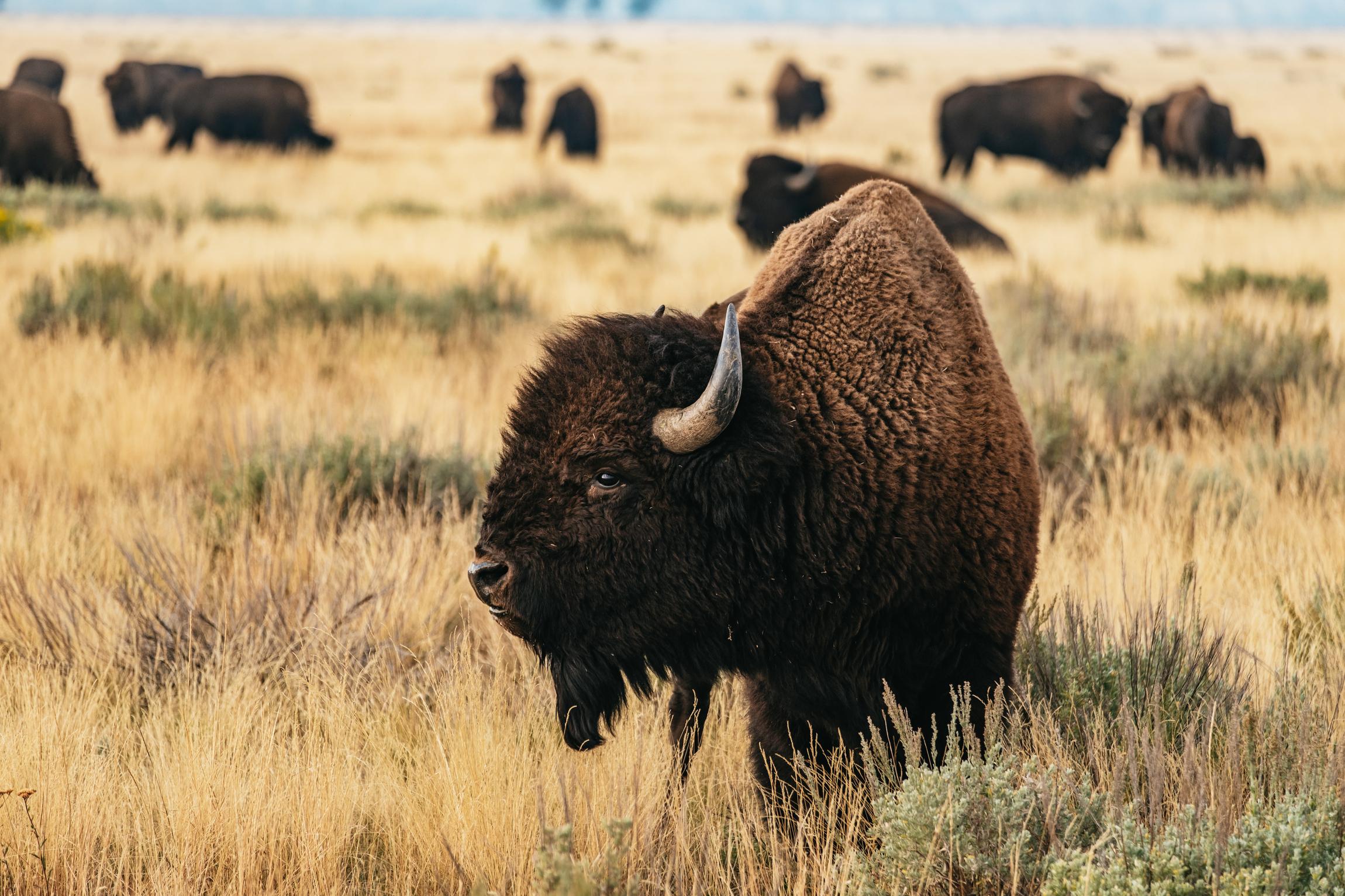 Grand Teton National Park Wildlife Safari