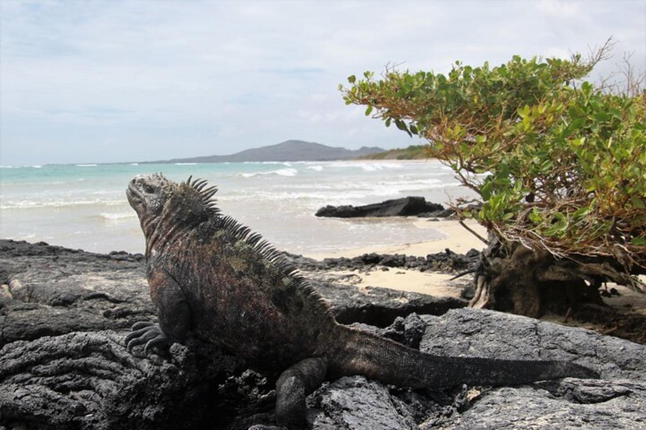 Isabela Island & Tintorera Islet Expedition from Puerto Ayora