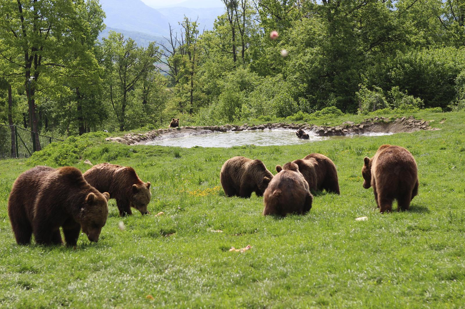 Private Bear Sanctuary & Artisan Bakery Tour from Brașov