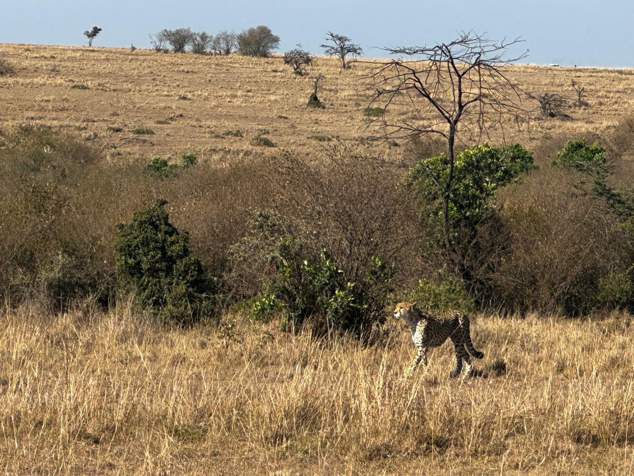 Nairobi National Park 5-Hour Guided Safari