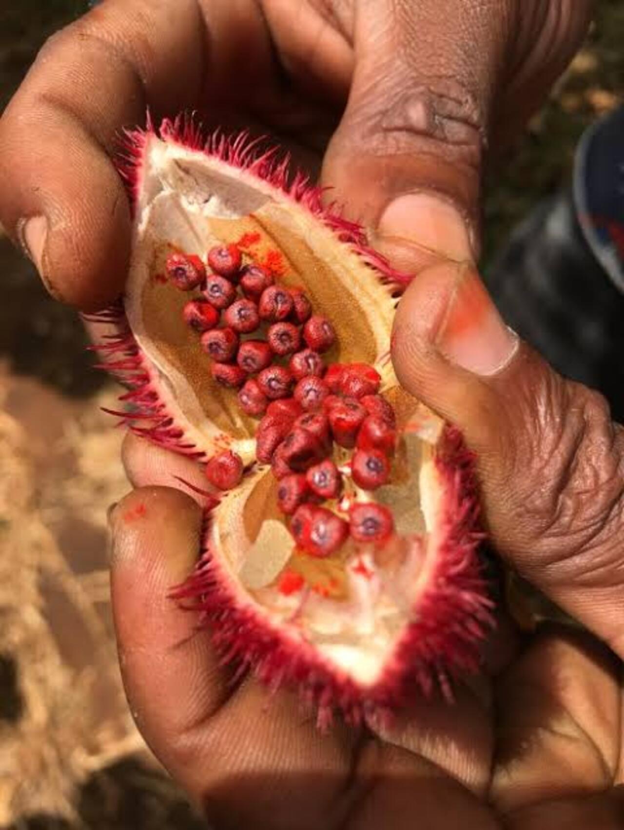 Zanzibar Private Spice Farm Tour with Local Guide