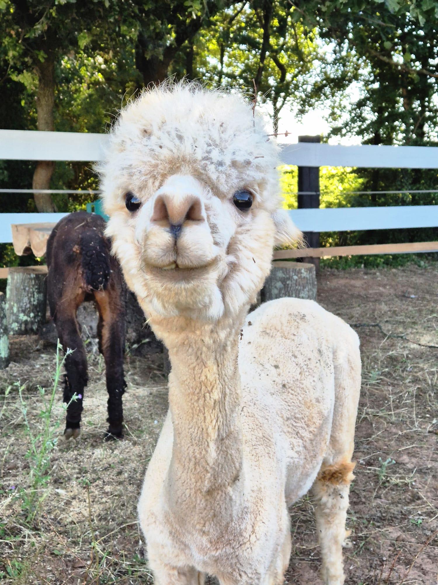 Private Alpaca Ranch Experience with Farm Picnic