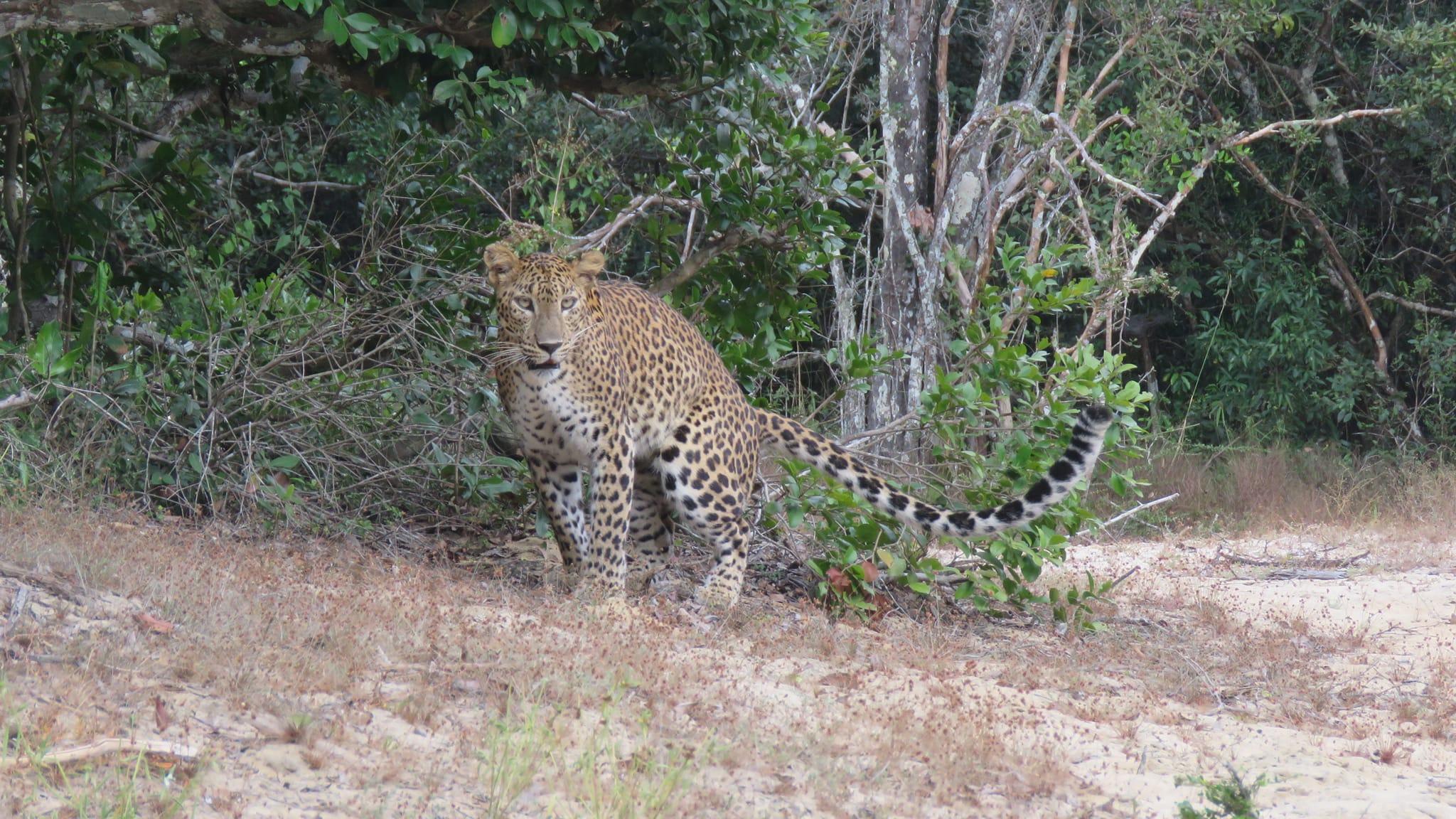 Full-Day Wilpattu National Park Leopard Safari from Anuradhapura
