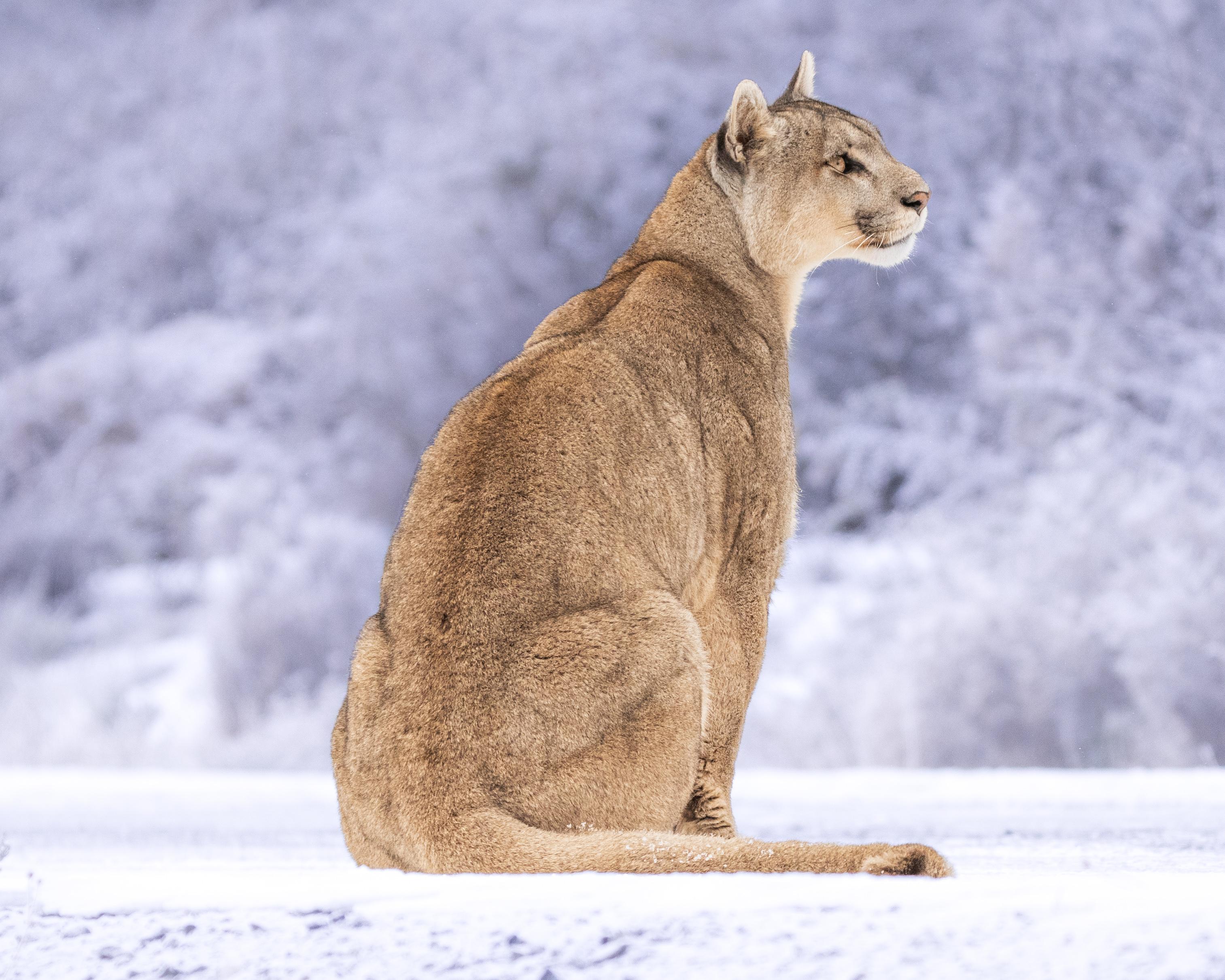 Patagonian Puma Tracking Expedition: Torres del Paine