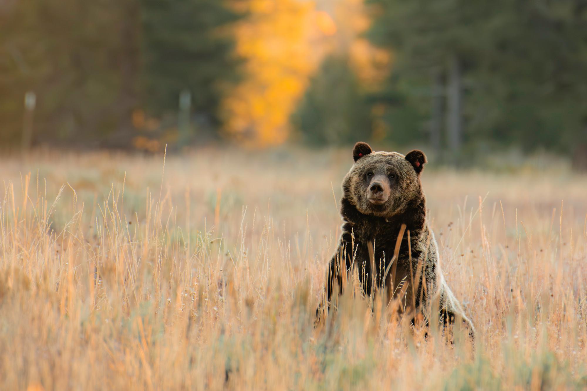 Grand Teton Private Wildlife Safari and Sunset Dinner