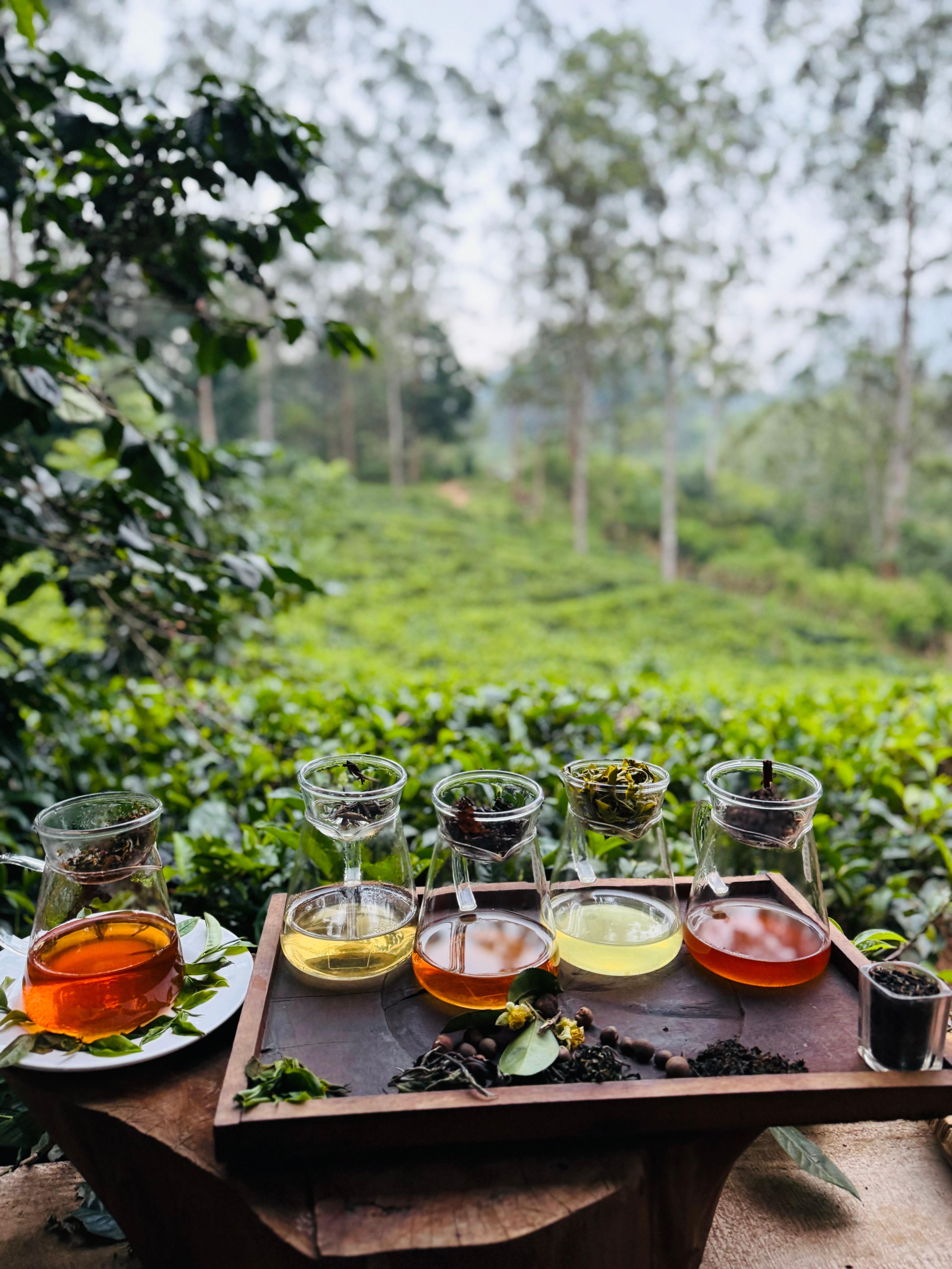 Ella: Hands-On Tea Crafting and Tasting Experience
