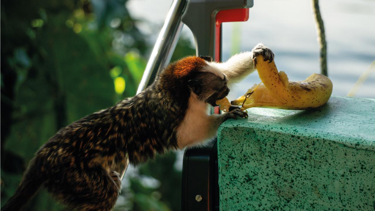 Panama Canal Wildlife Safari: Monkeys, Sloths & Rainforest