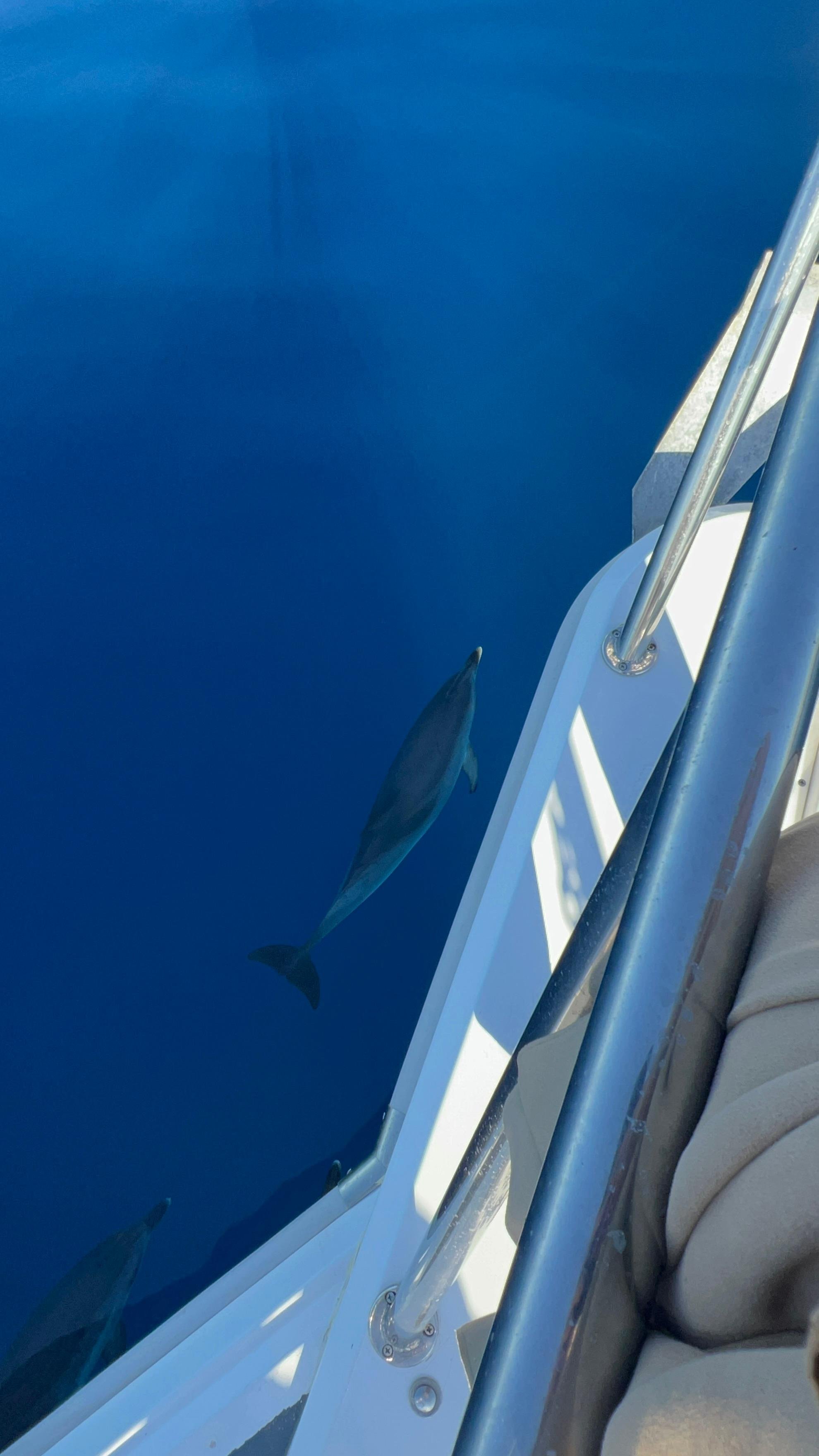 Tenerife Eco-Yacht Whale & Dolphin Watching Cruise