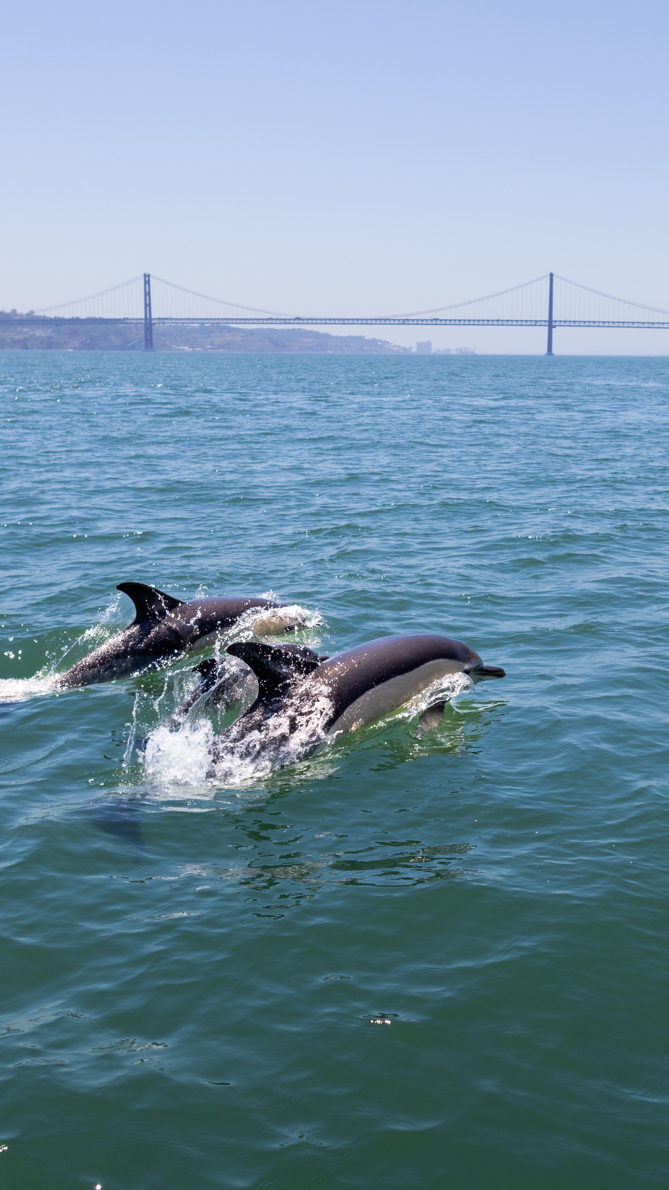 Lisbon Dolphin Watching Tour with Marine Biologist