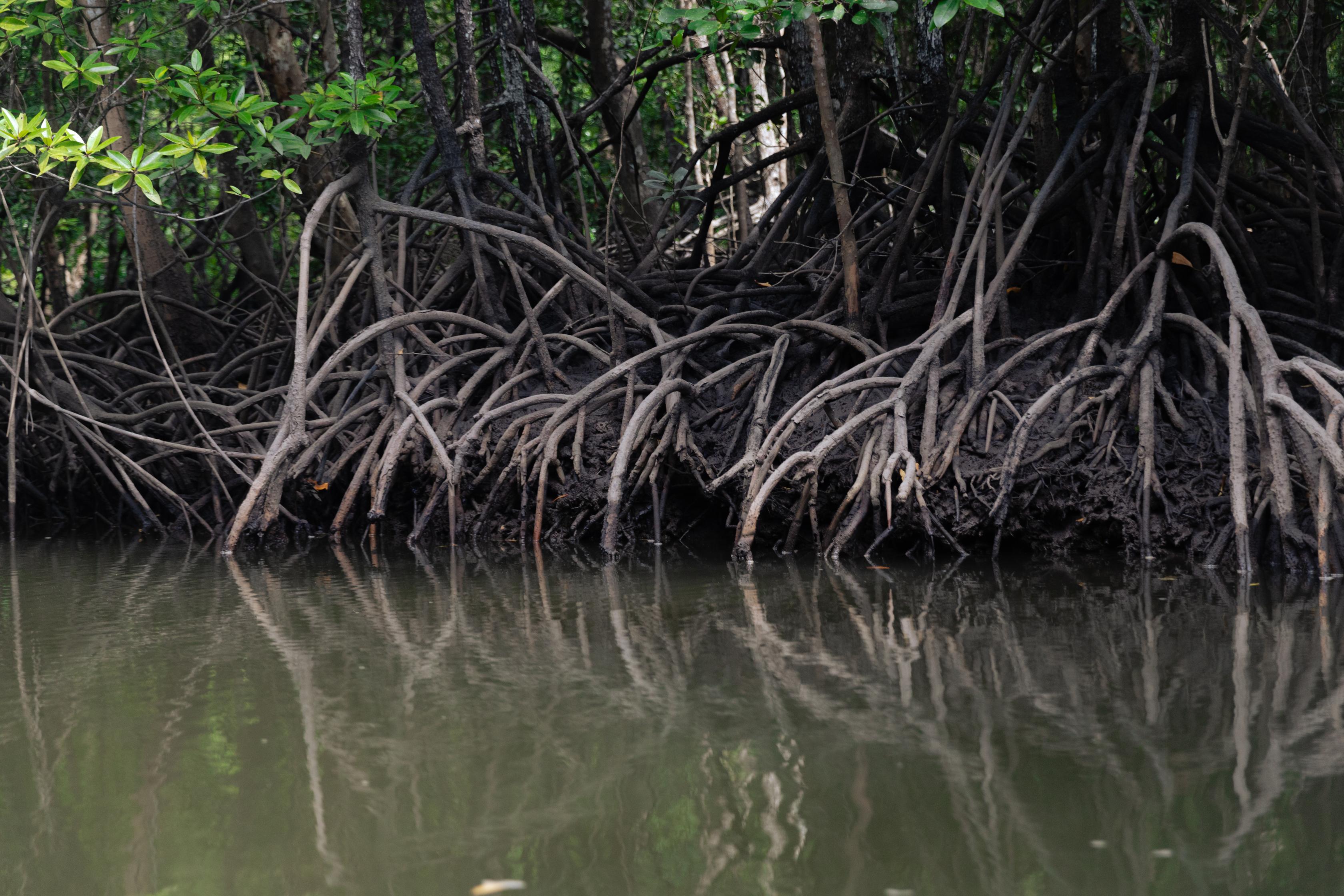 Kilim Geoforest Park Mangrove Adventure