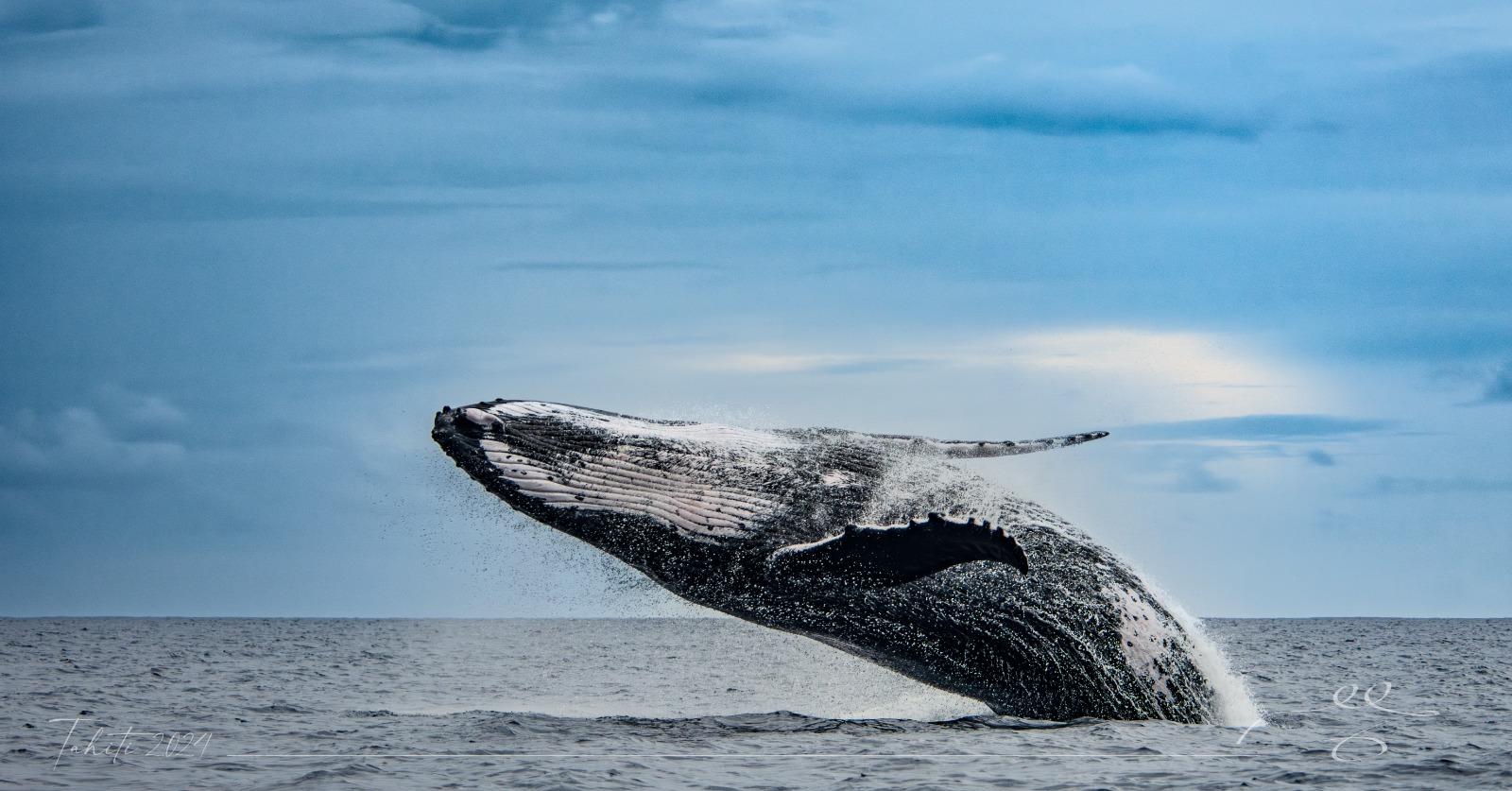 Humpback Whale Encounter in Tahiti Waters