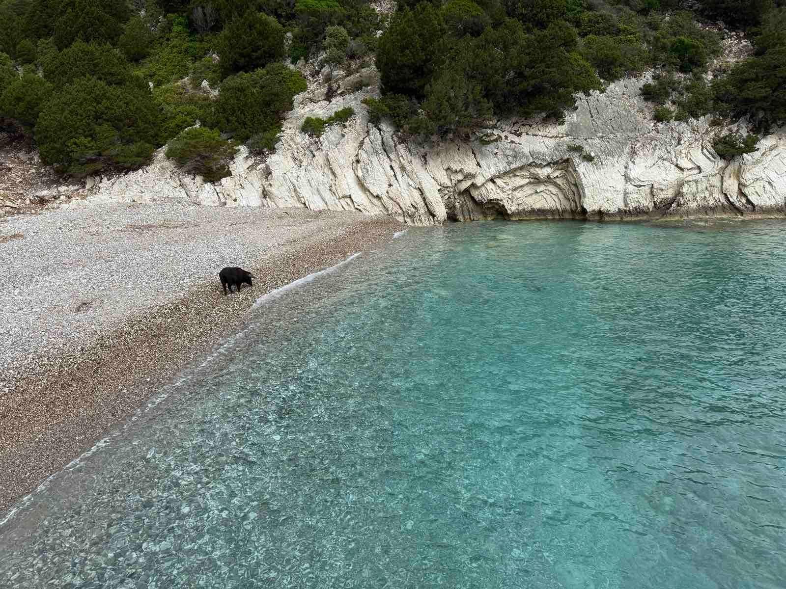Seven Islands Ionian Sea Cruise with Swimming Pigs