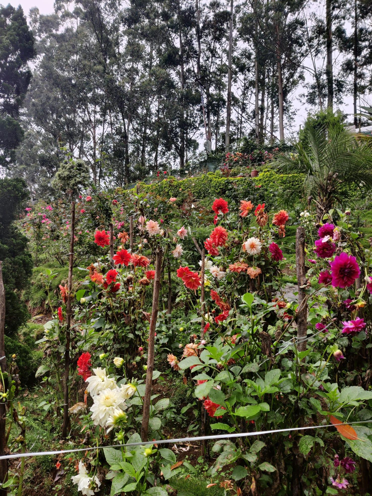 5-Day Kerala Escape: Munnar Hills, Thekkady Wildlife & Alleppey Houseboat