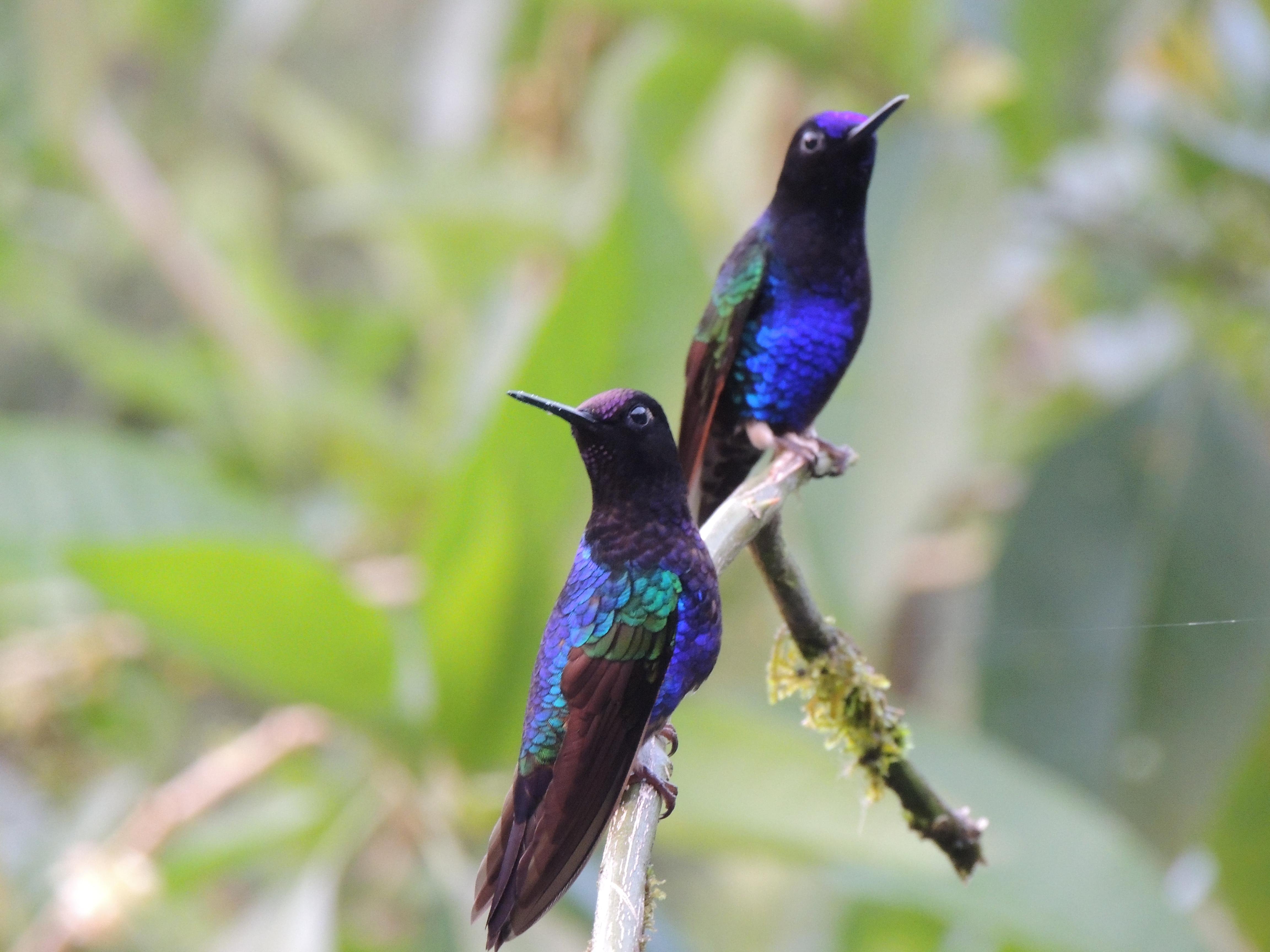 Quito to Baños & Upper Amazon Full-Day Adventure
