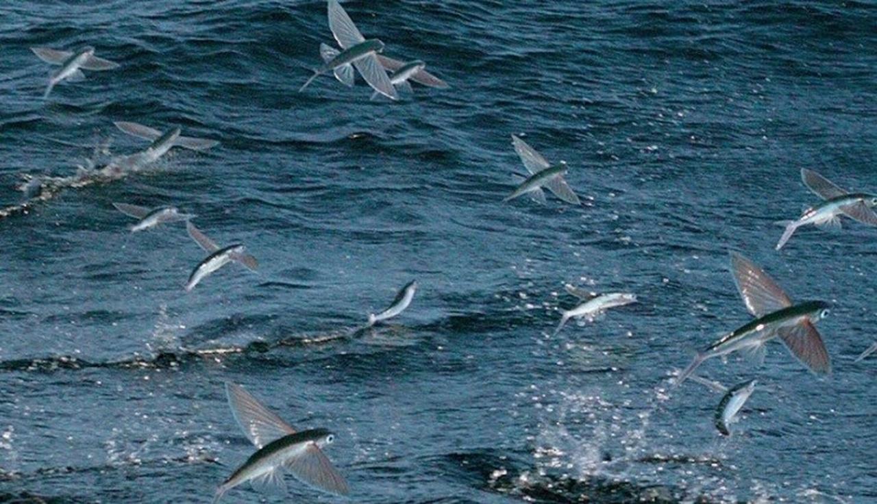 Catalina Island Night Flying Fish Cruise
