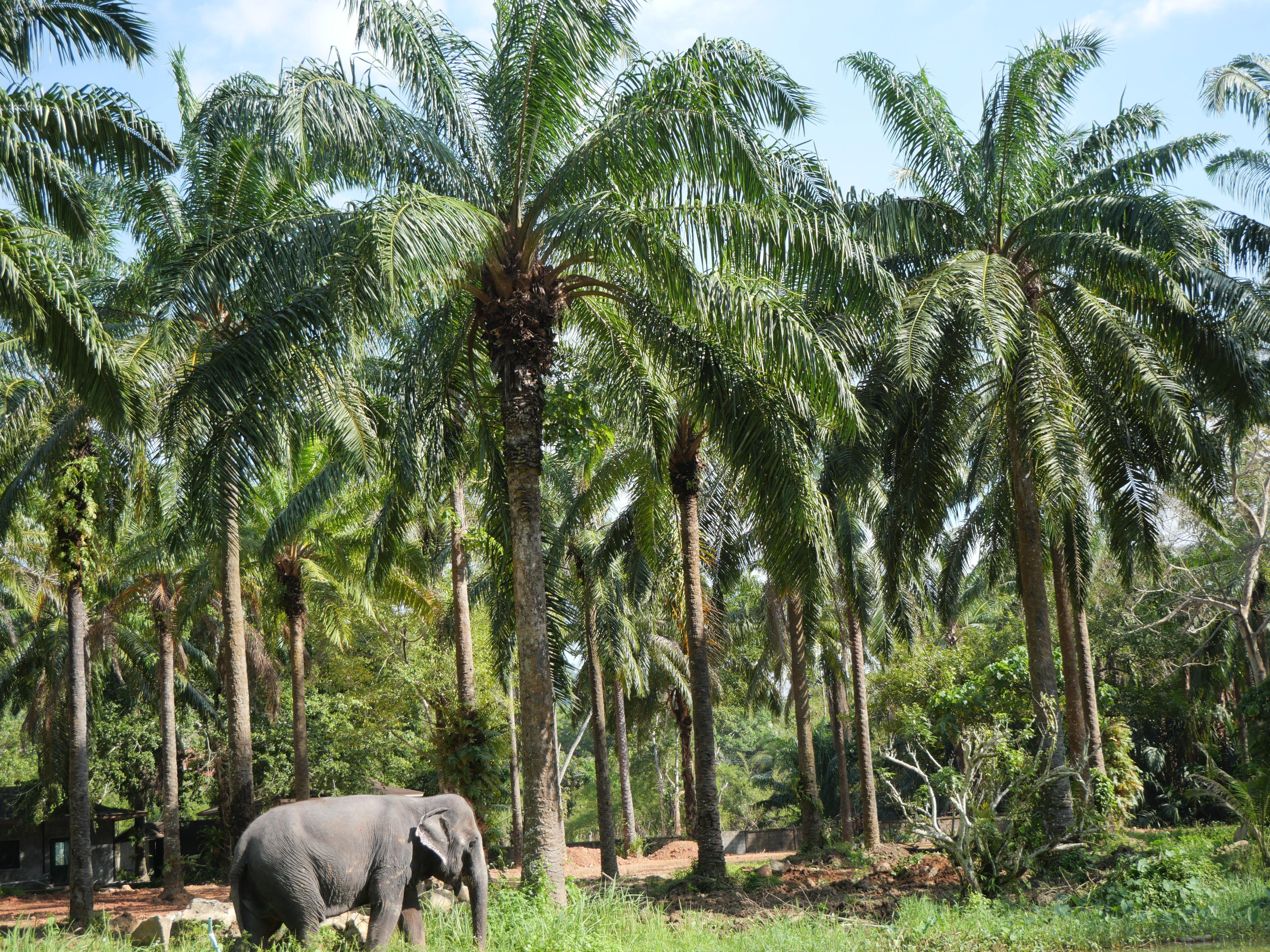 Krabi Ethical Elephant Sanctuary: Observe, Feed & Walk (No Touching)
