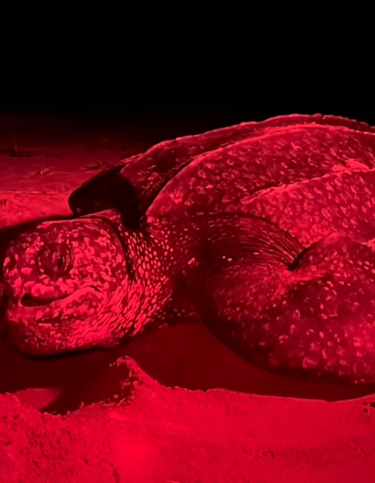 Leatherback Sea Turtle Nesting Experience at Bluff Beach
