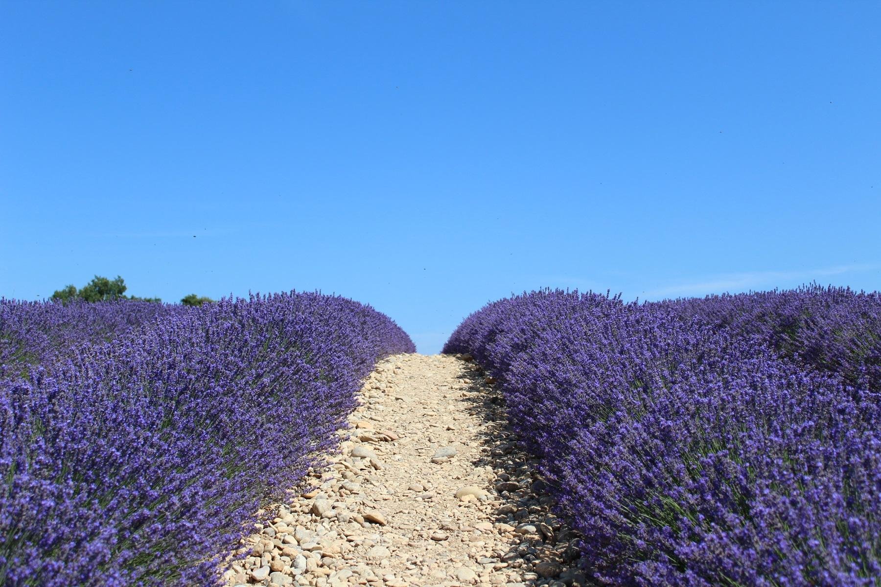Valensole lavender fields in Provence — guided lavender tour photo 5