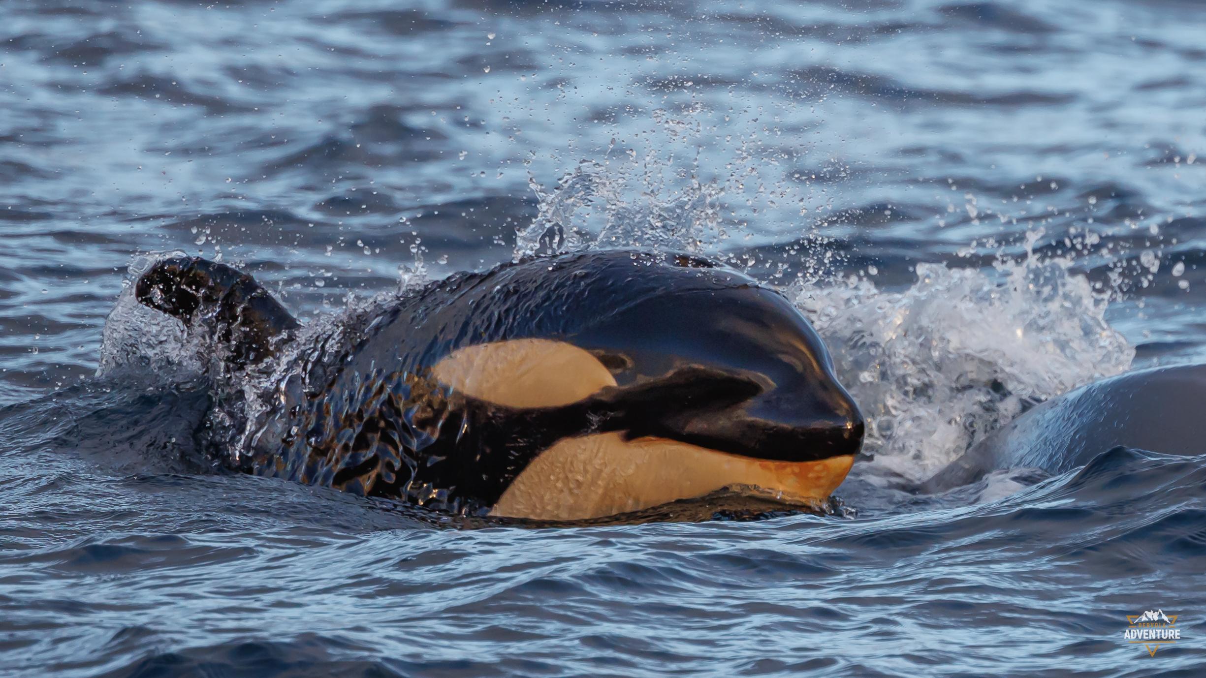 Skjervøy Fjord Whale Watching Cruise in a Heated Boat