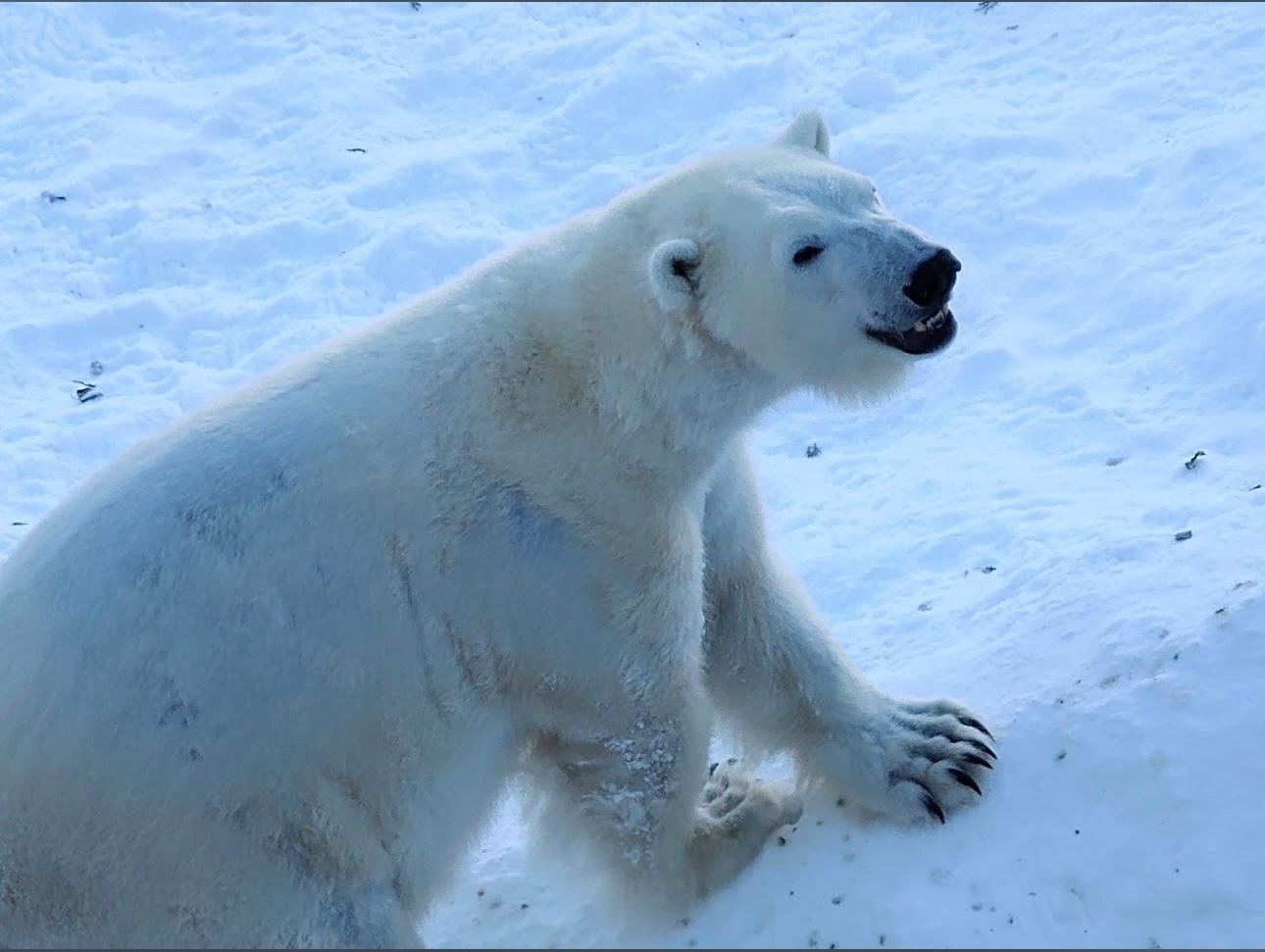Ranua Wildlife Park Day Trip from Rovaniemi