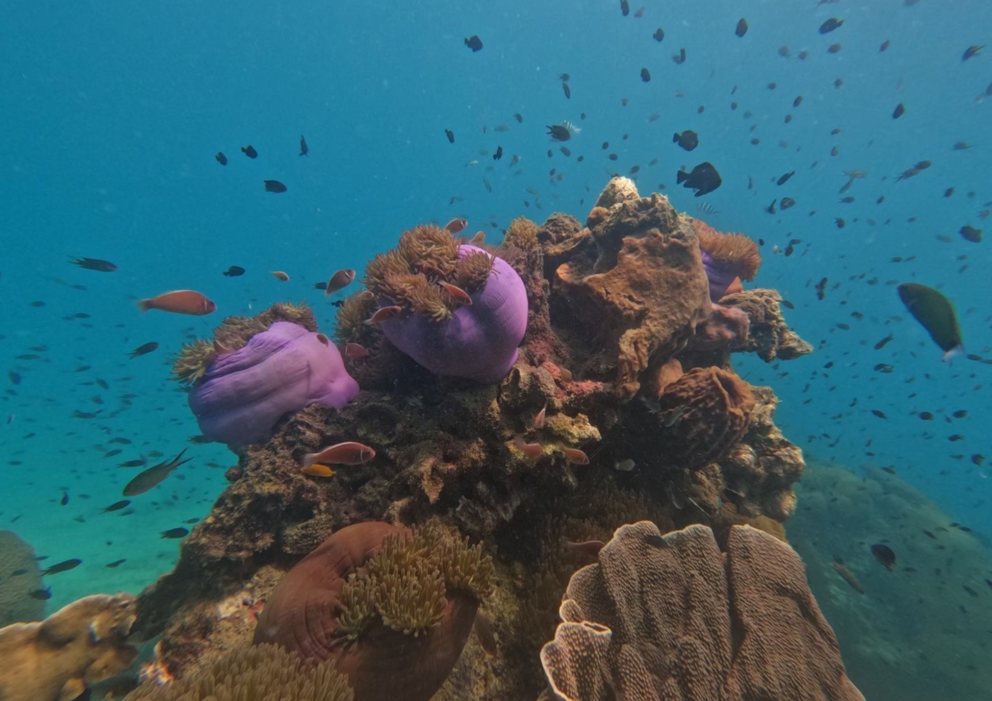 Koh Kood Snorkeling Adventure by Speedboat