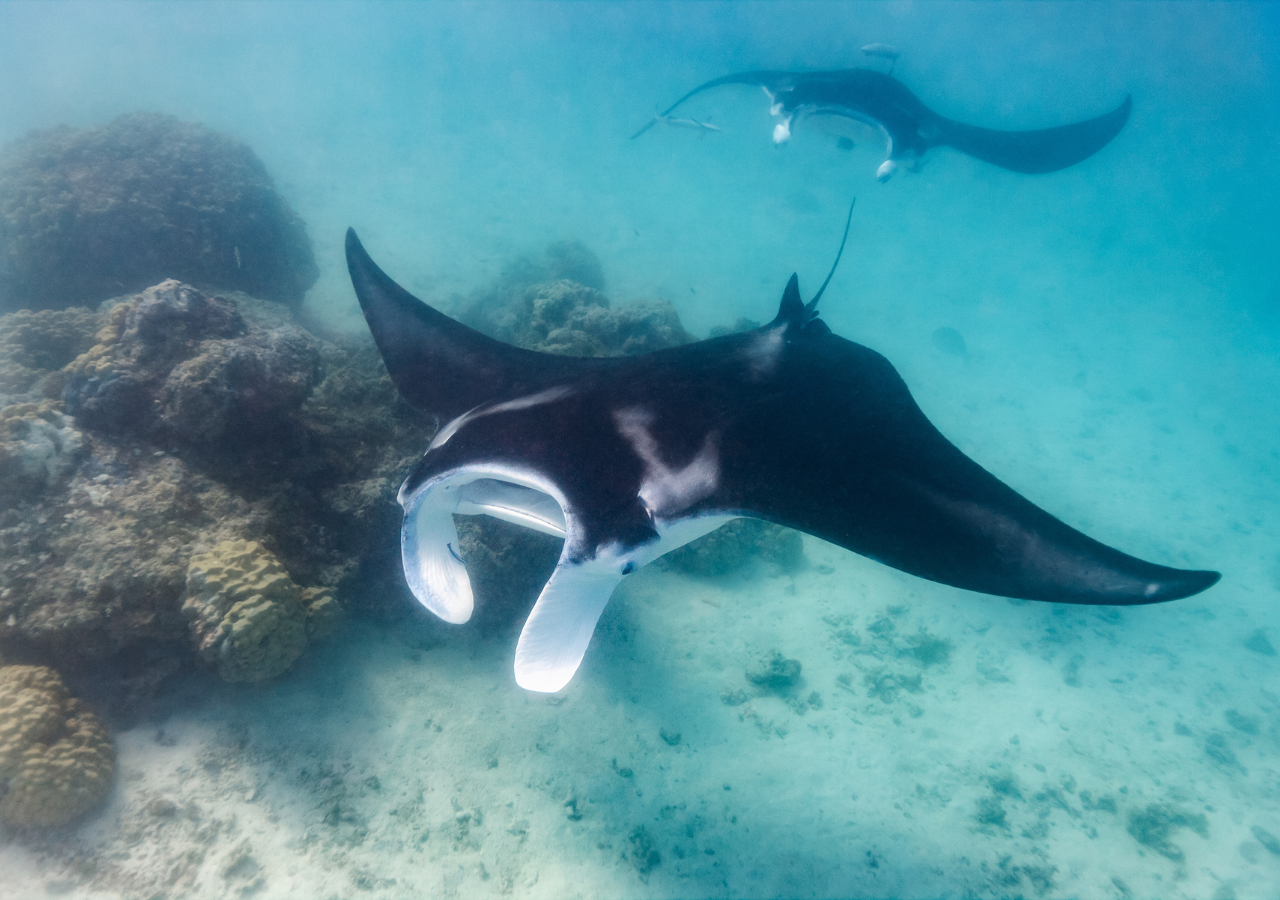 Komodo 4-Day Private Tour: Boat Stay, Padar Island & Pink Beach