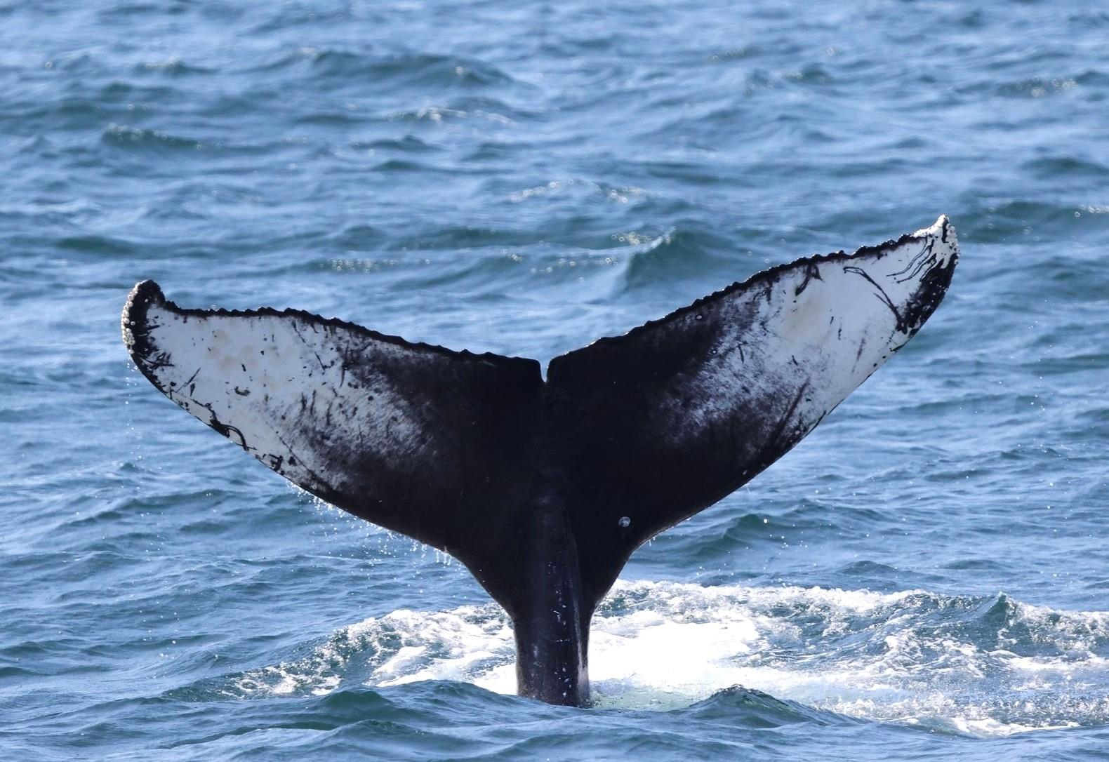 Victoria: Whale & Wildlife Watching Tour with Free Photos - 2026 (Verified Reviews)