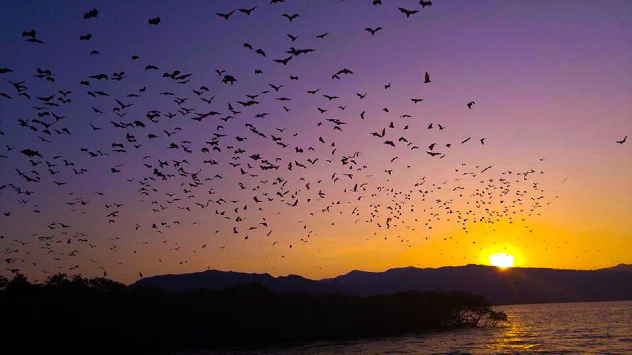 Flying Fox Island Sunset Cruise - Private Boat Charter