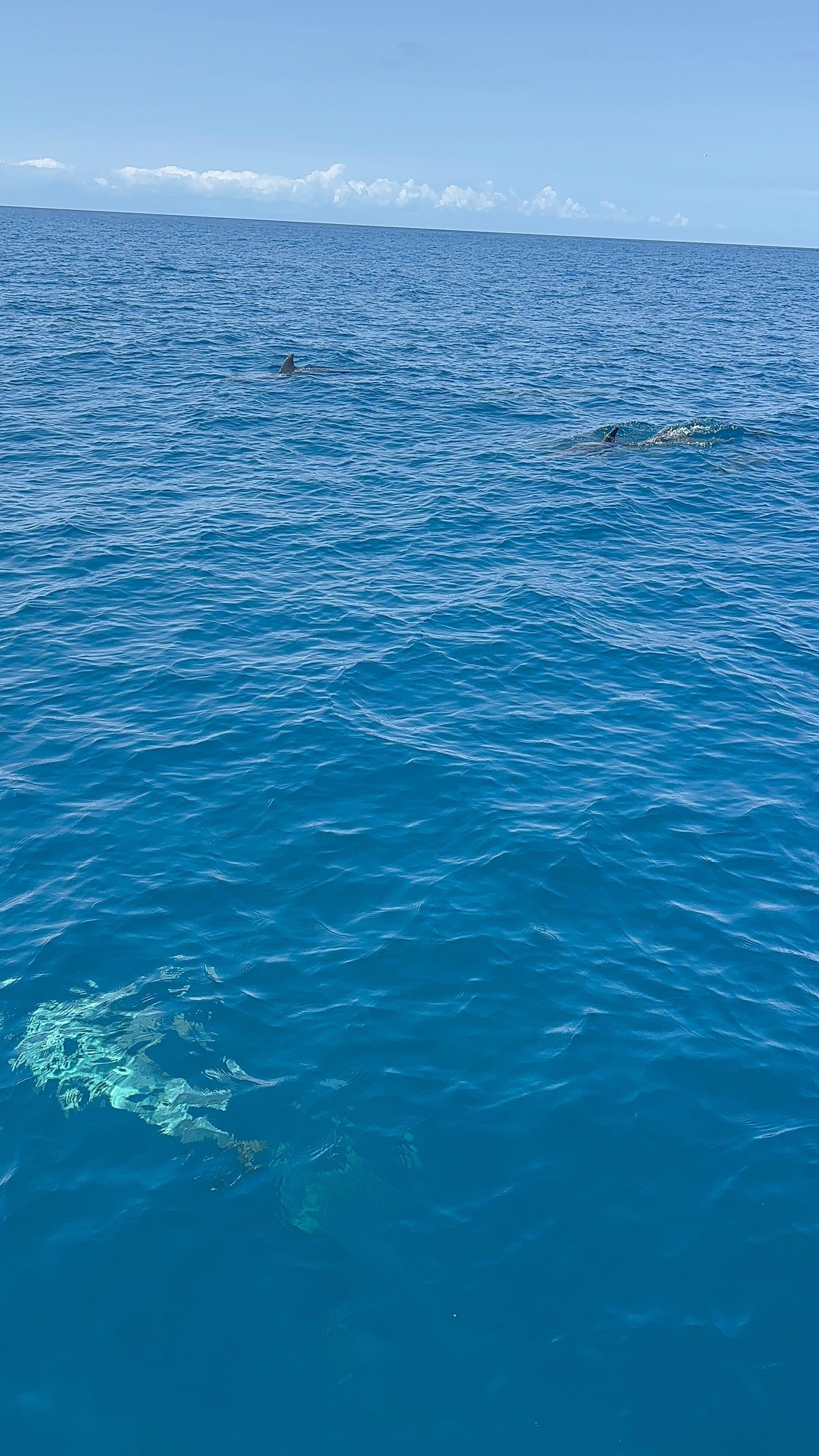 Mnemba Island Dolphin & Snorkel Boat Trip from Matemwe