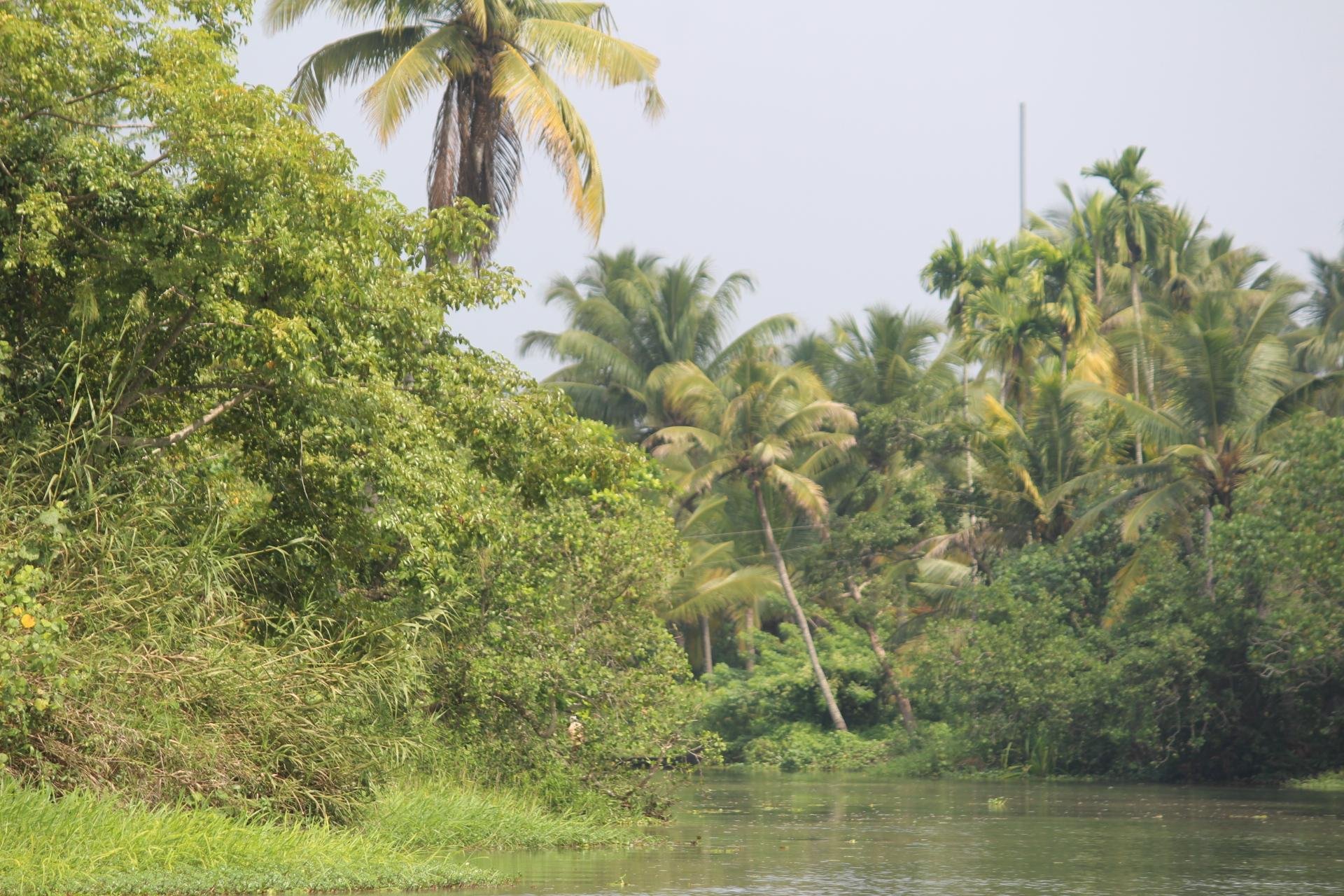 Kochi Backwater Village Immersion with Traditional Sadya Lunch