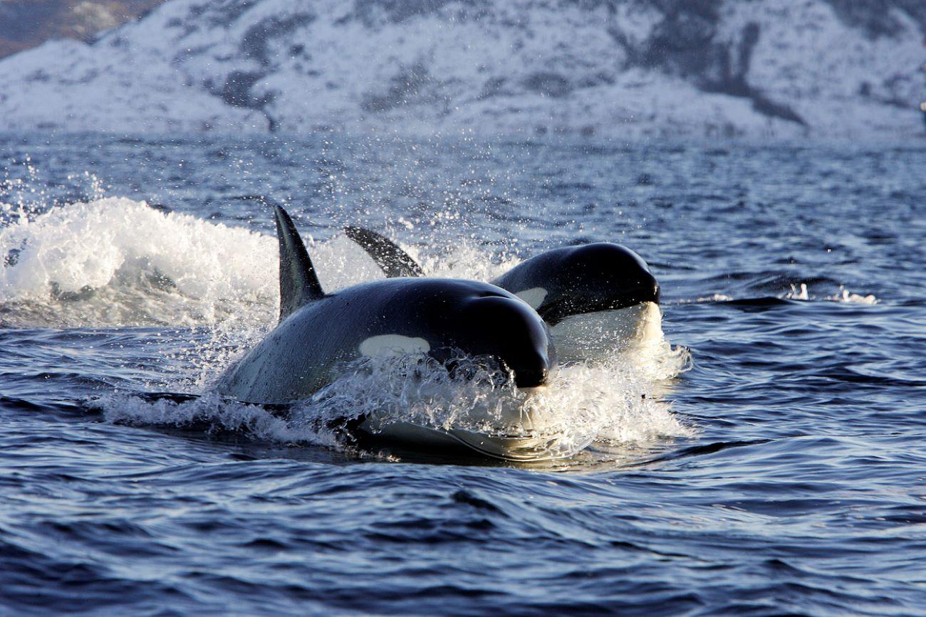 Alta Fjord Whale Watching Experience