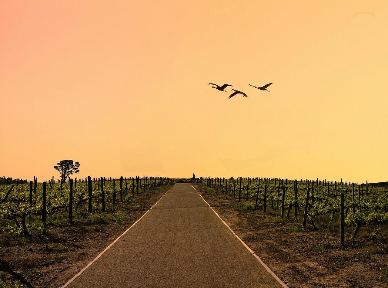 Cape Winelands Full-Day Tour: Stellenbosch, Franschhoek & Paarl