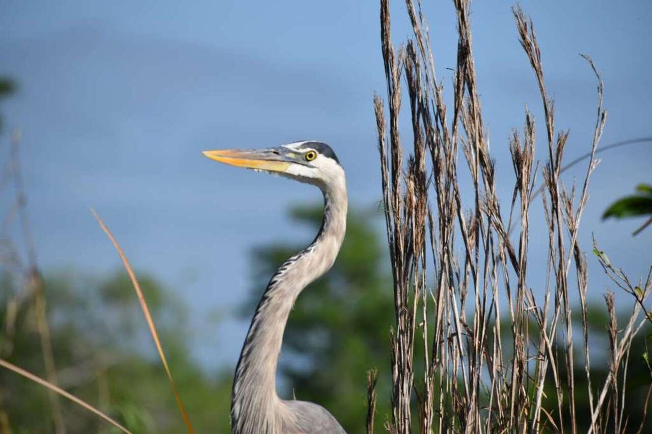 Full-Day Everglades Kayaking & Hiking Expedition from Miami