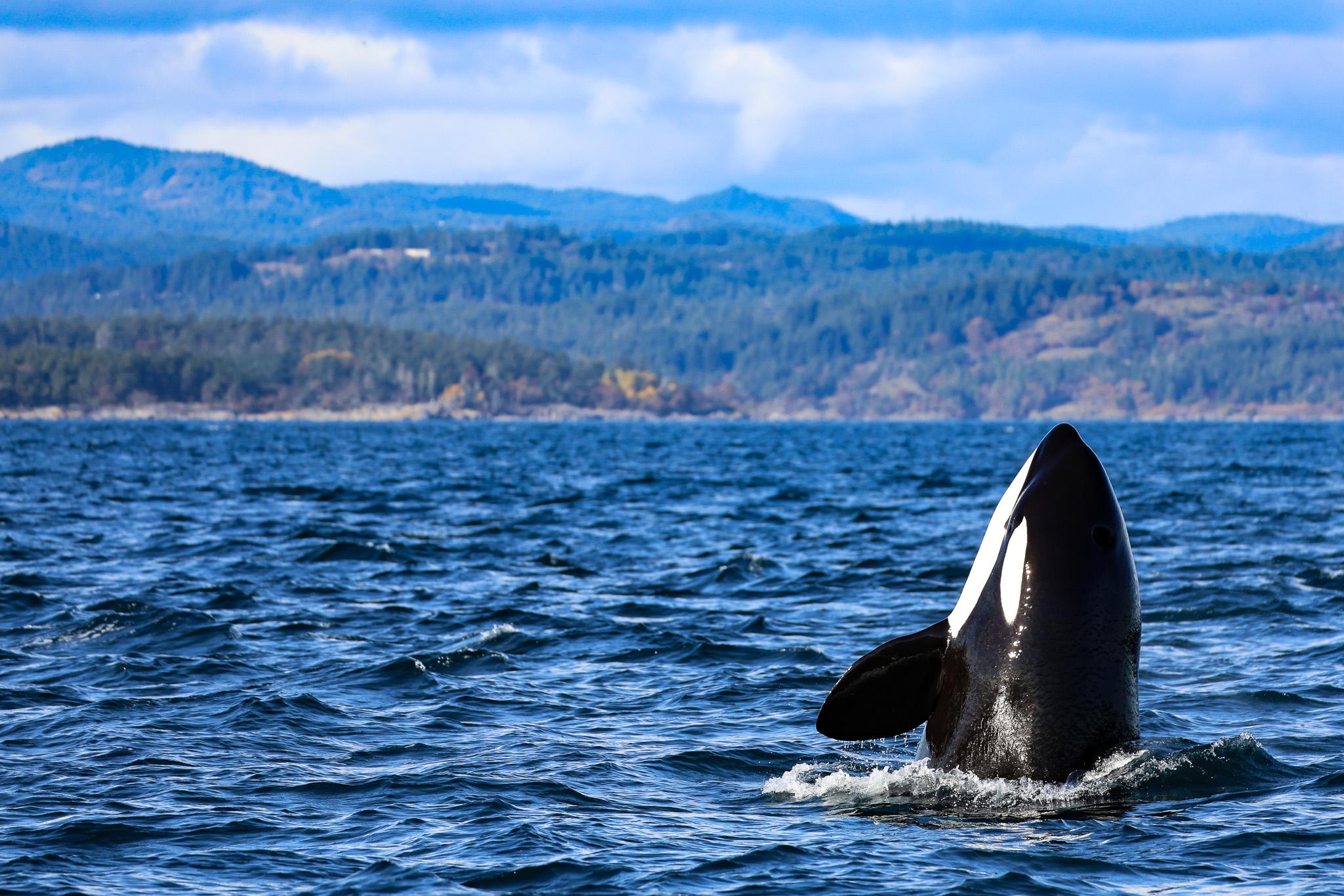 Victoria: 3-Hour Whale Watching Tour — Vancouver to Victoria crossing, image 2