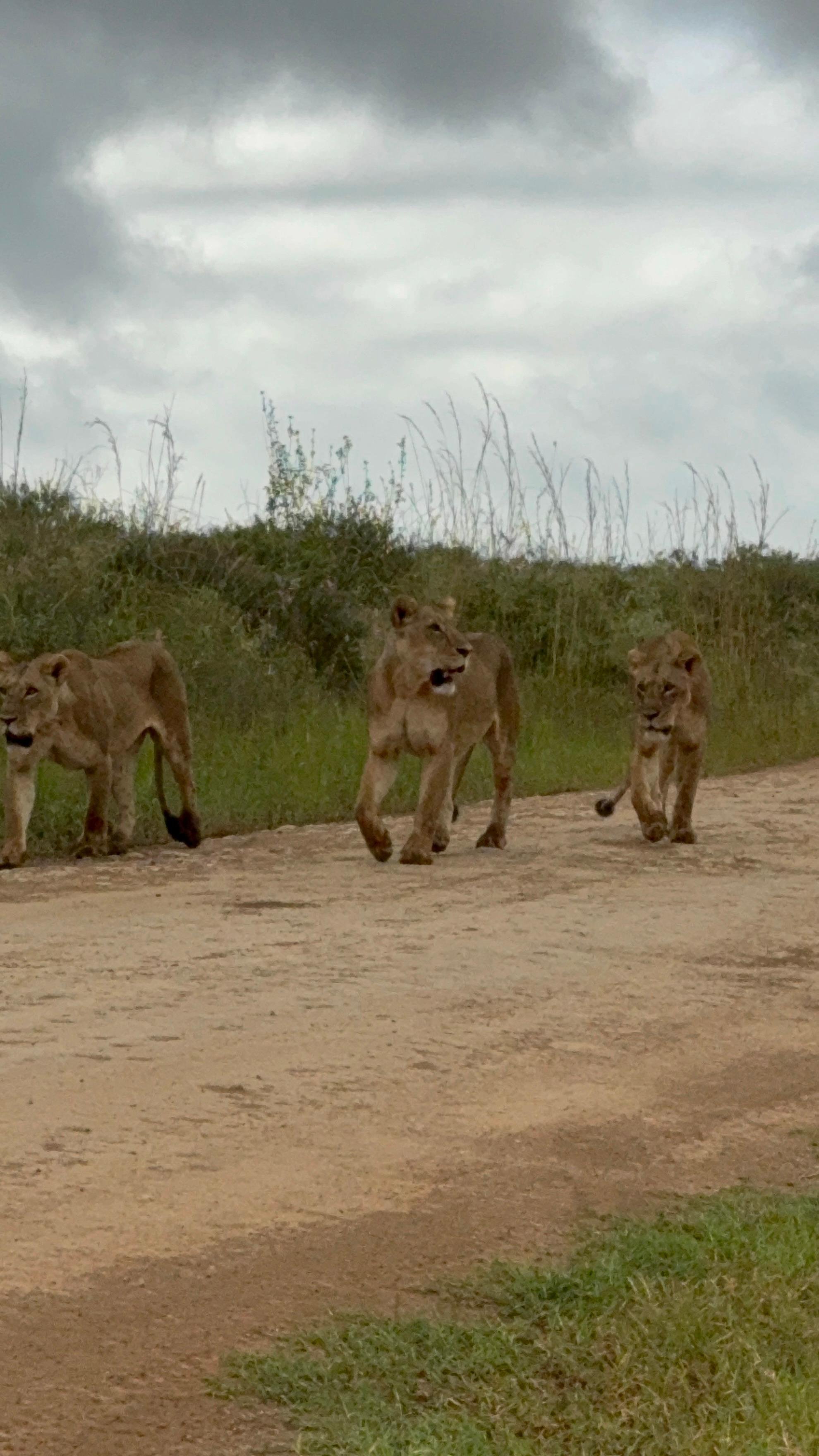 3-Day Masai Mara Safari Adventure from Nairobi