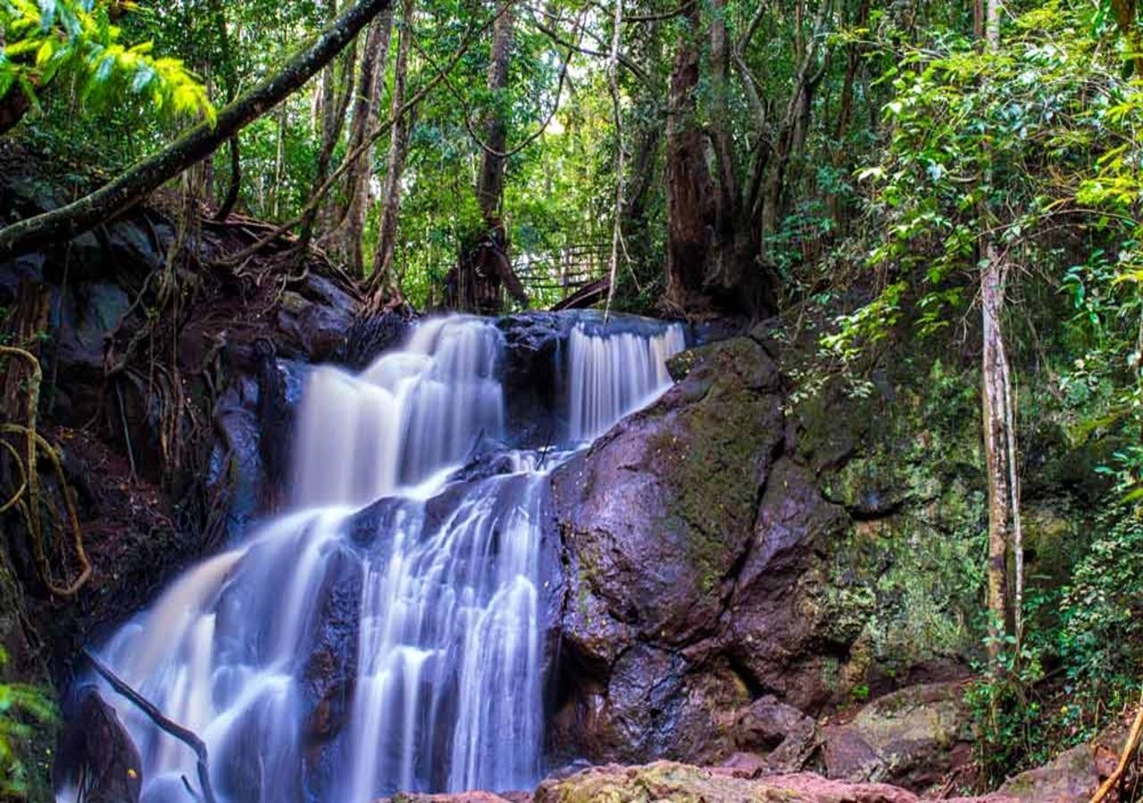 Karura Forest Hidden Waterfalls & Picnic Hike