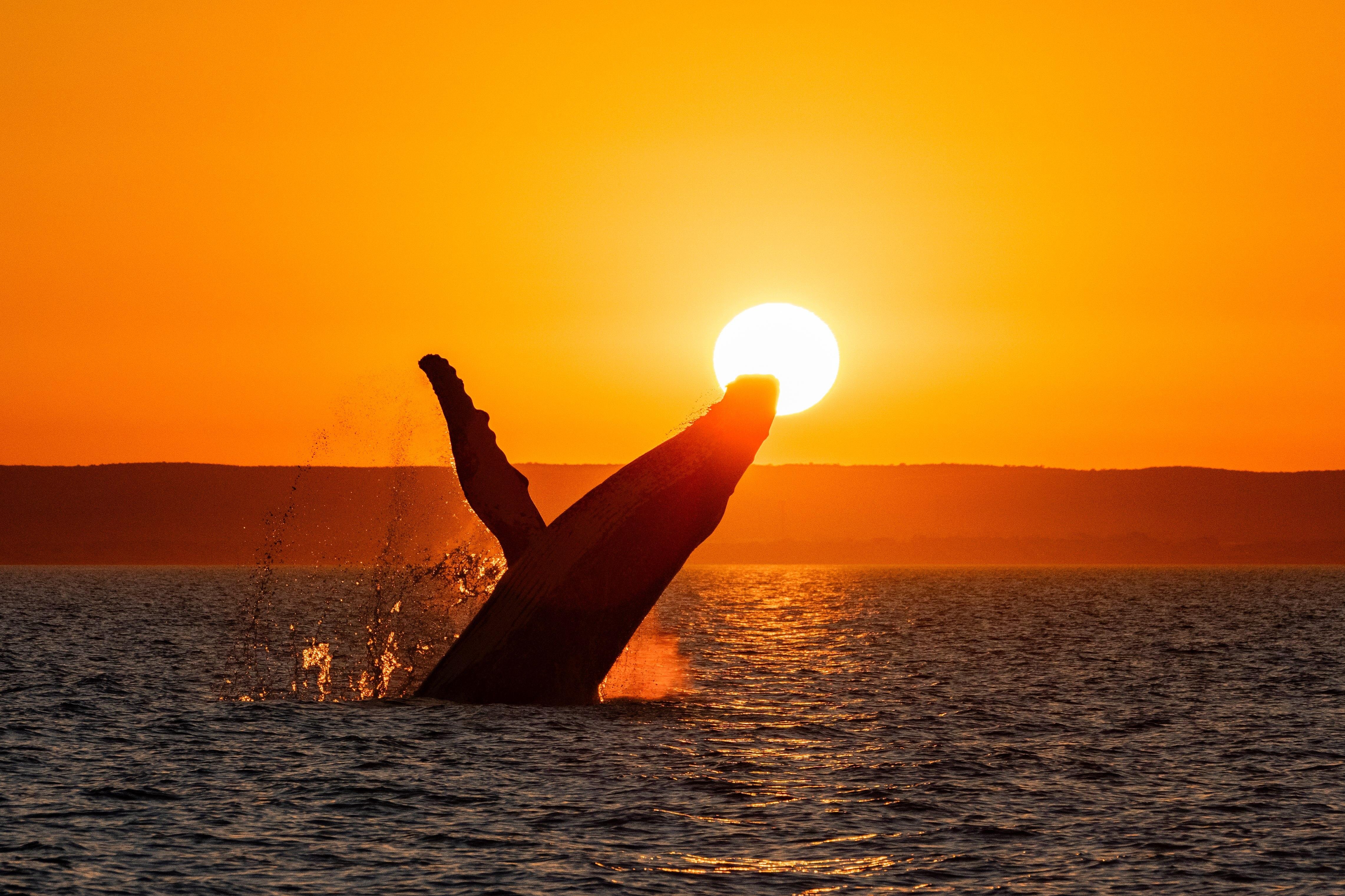 Sunset Humpback Whale Cruise in Exmouth Gulf