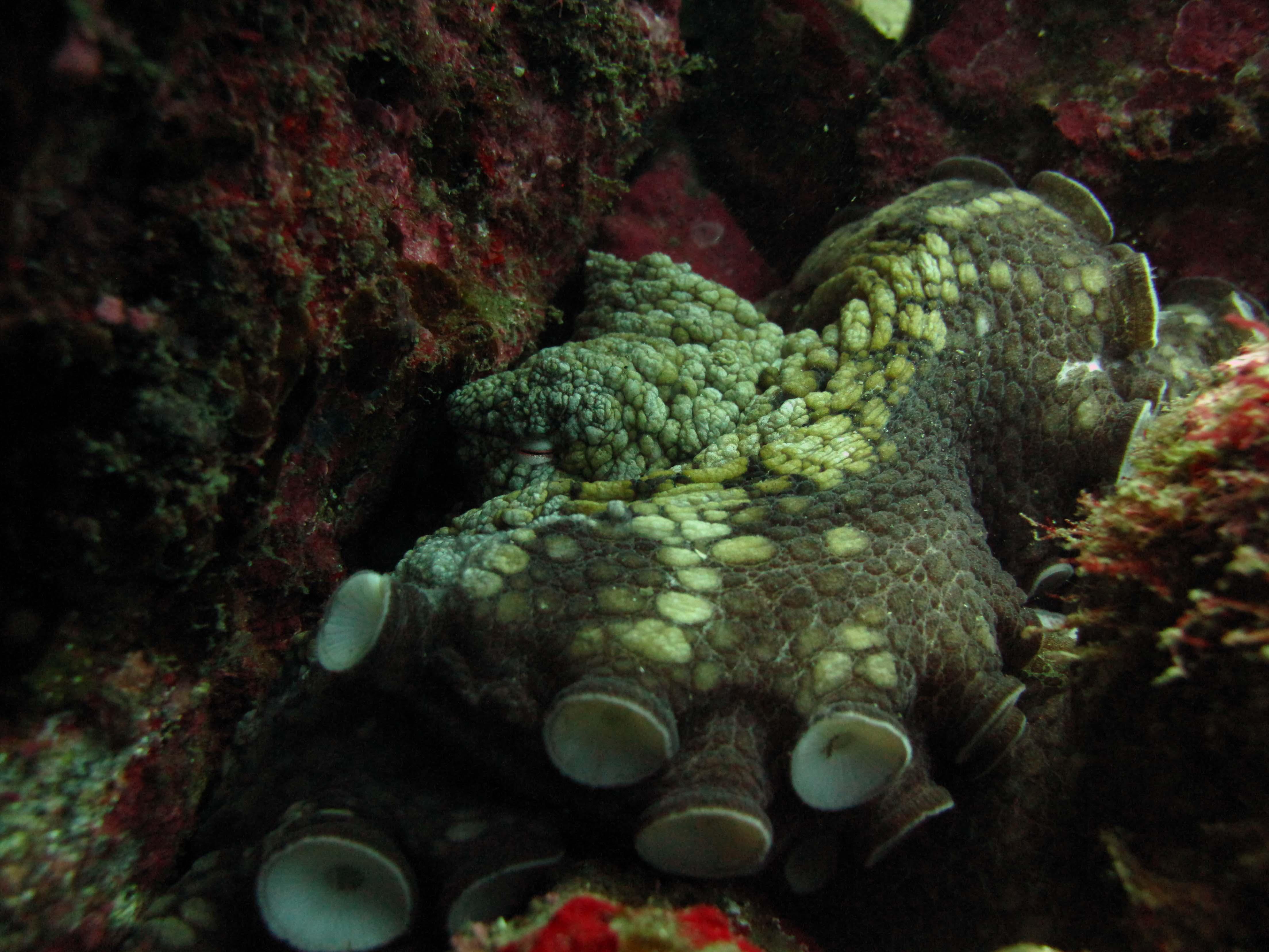 Cabo San Lucas Marine Park: Two-Tank Scuba Diving Adventure