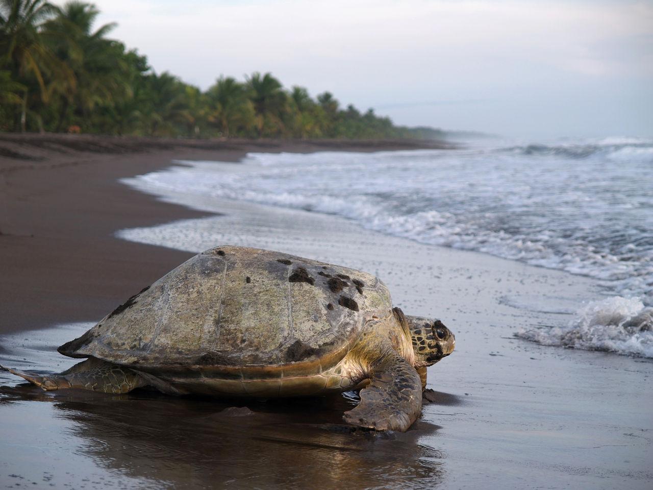 Tortuguero Night Turtle Nesting Beach Tour