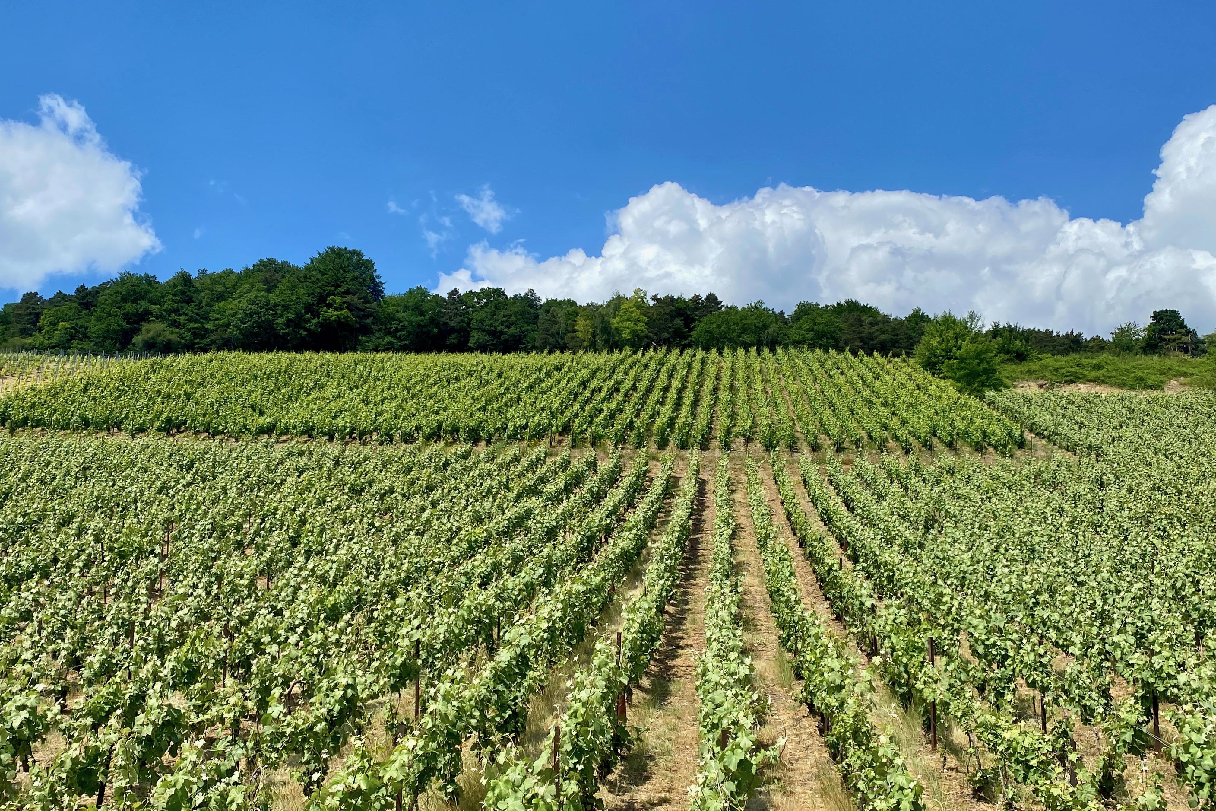 Private Champagne tour — Mercedes V-Class, riddling racks, grower vigneron lunch, 9-glass tasting — image 14