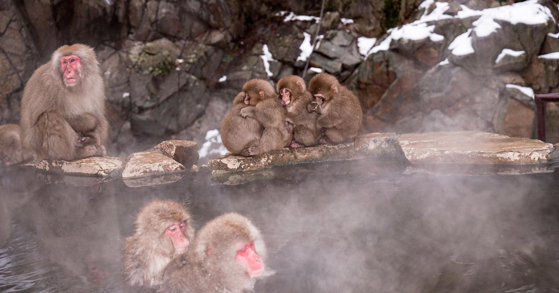 Nagano Snow Monkey & Zenkoji Temple Private Day Tour from Tokyo