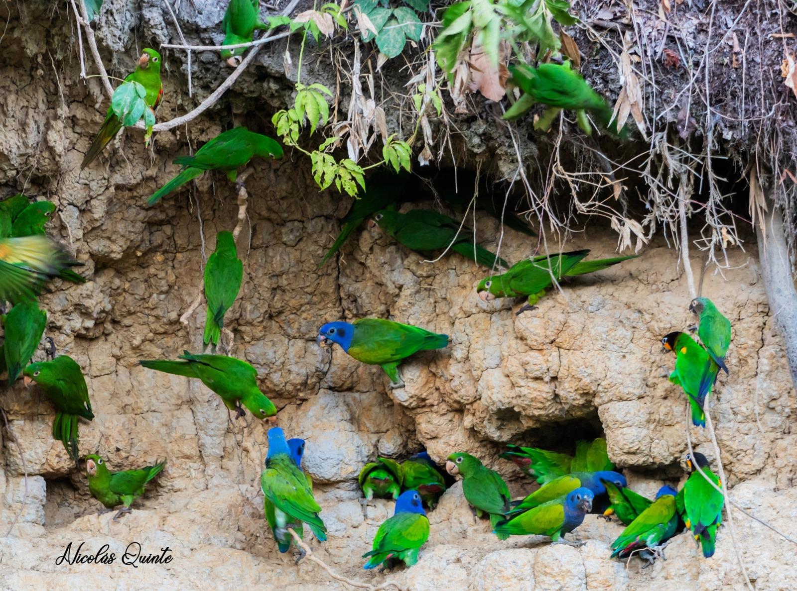 Manu National Park 3-Day Amazon Ecotour from Cusco
