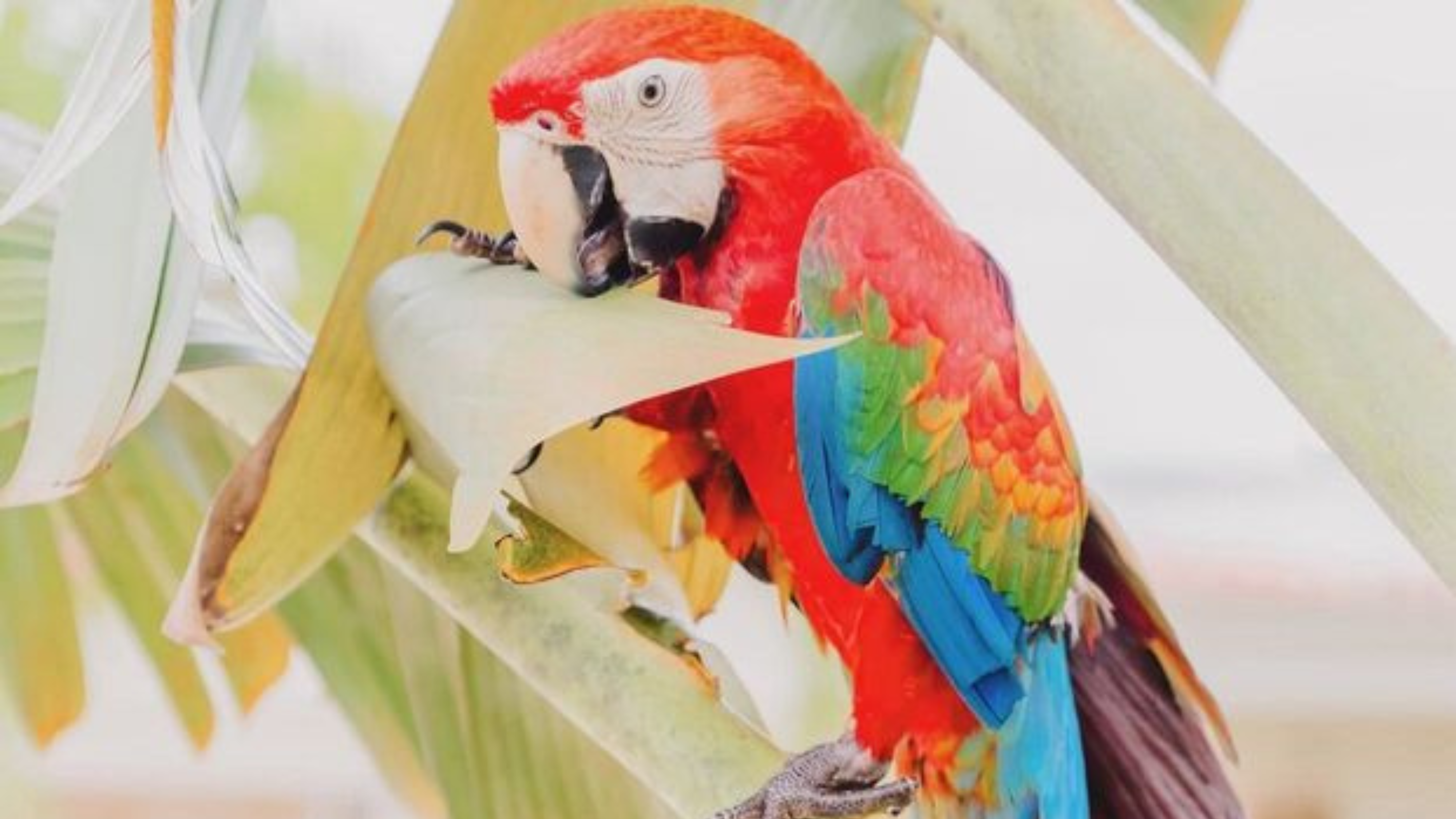 Punta Cana Patron Monkey Sanctuary