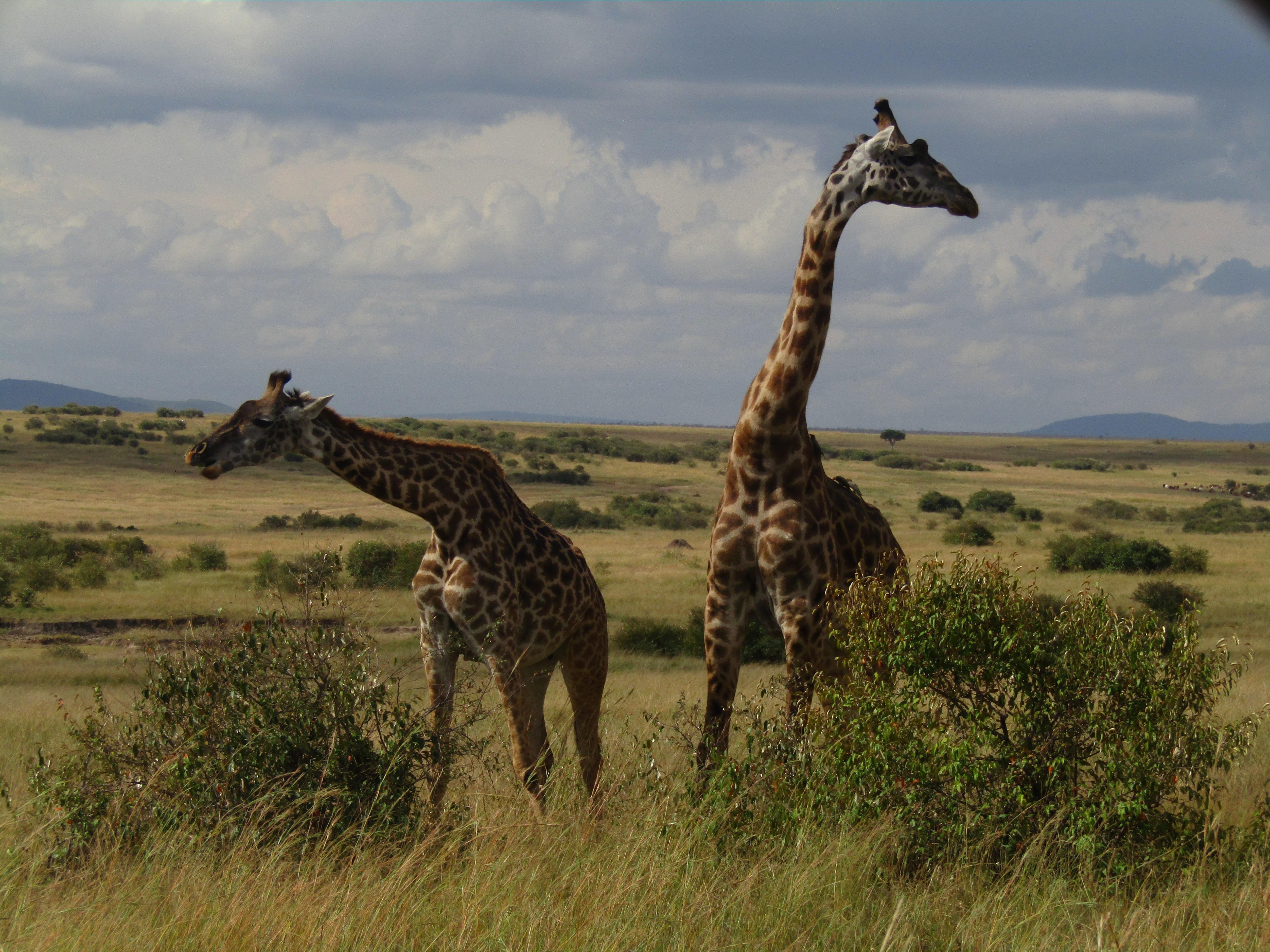 3-Day Masai Mara Safari Adventure from Nairobi